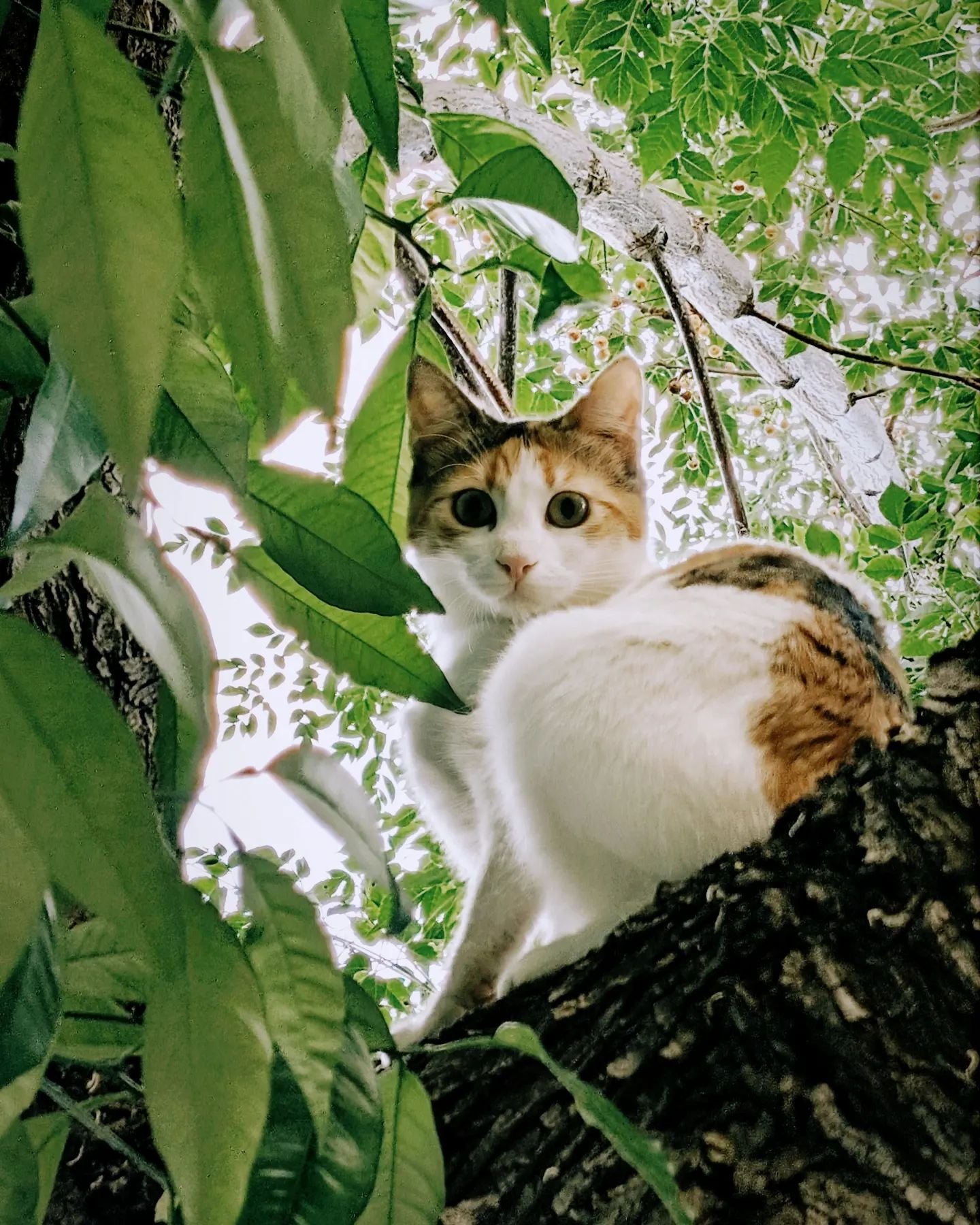 I am not staring at you .. you are staring at me ...
And then  vanishing down the tree hole ...
🤍

#cats #cutecats #mylifemywisdom #catlover #catlife