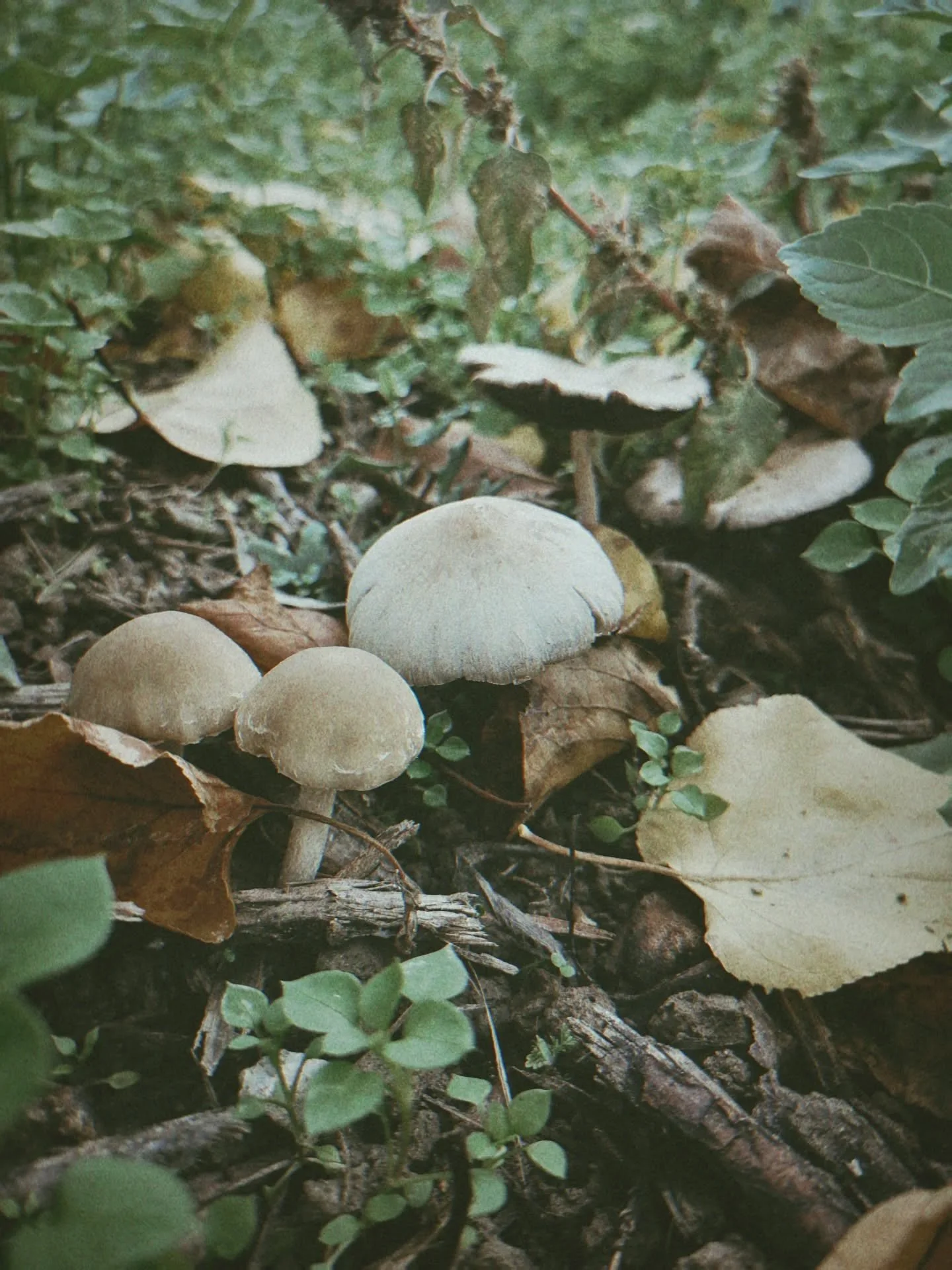 Simple moments in the woods, angels. Simple and beautiful. 

#mountains #naturelover #mushrooms #calm #peacewithin
