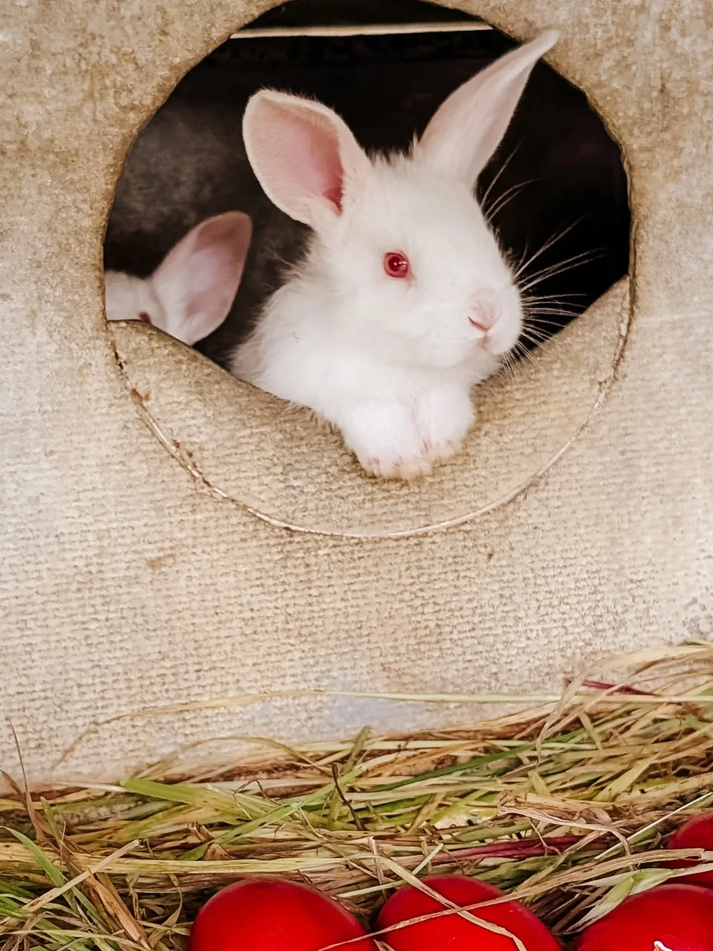Happy Orthodox Easter everyone from baby rabbits and all of us on the farm! 

May your heart be filled with peace and your life filled with love, health and meaning. 

Xoxo

Pamela

#rabbits #farmlife #farmgirl #easterbunny