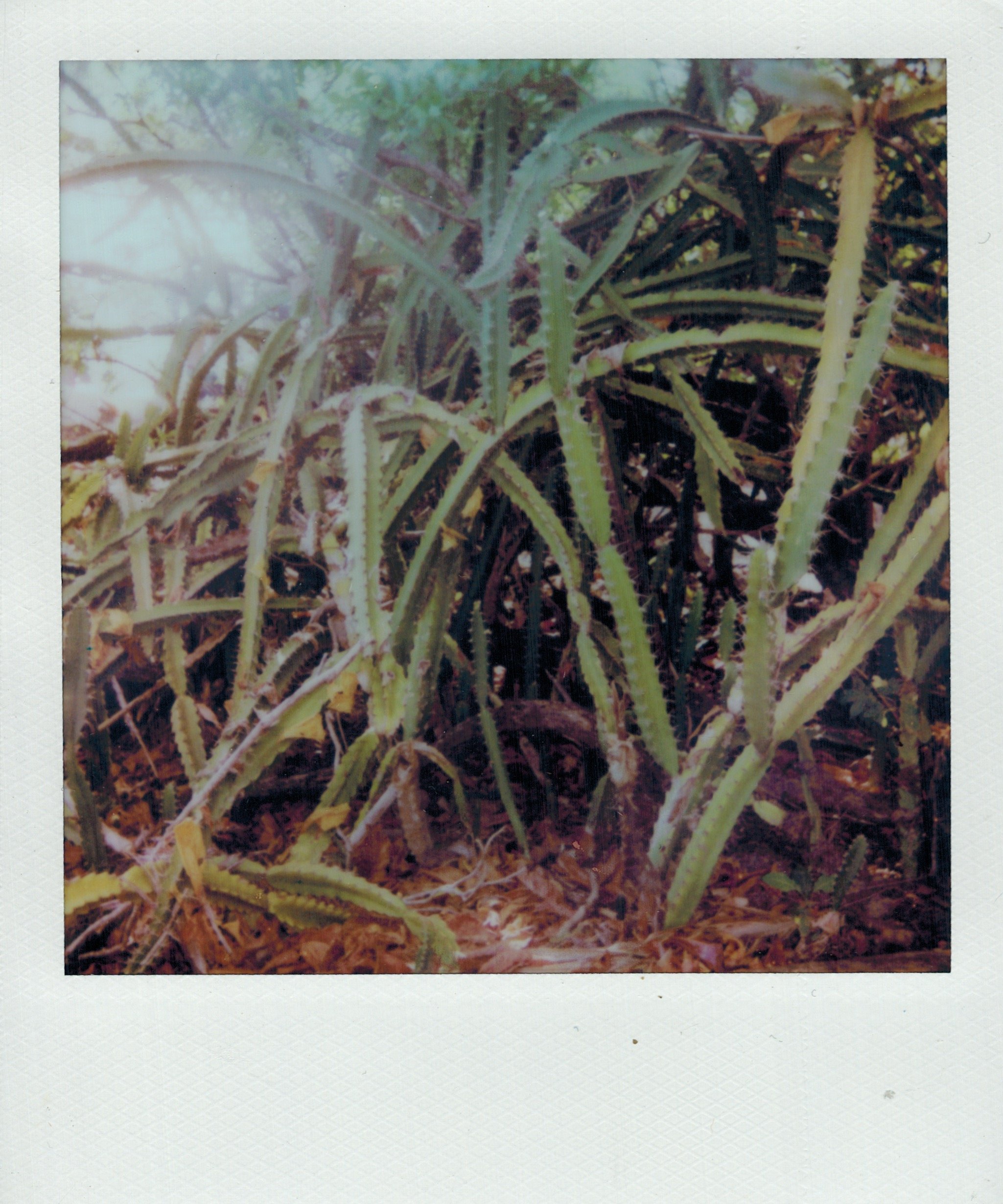 04102023_POLAROID_color37.jpeg