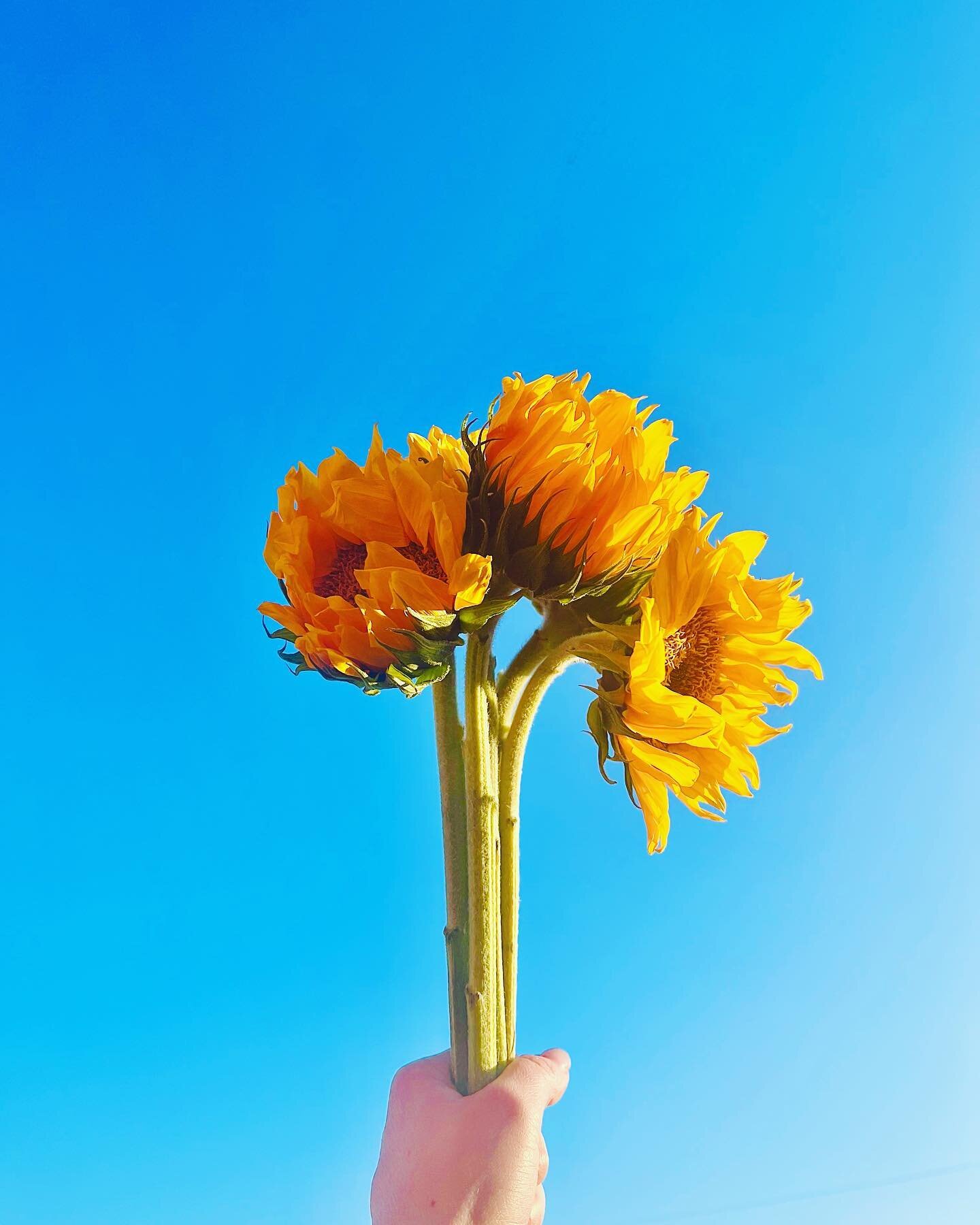 The skies over Indiana are shining blue for Ukraine. #westandwithukraine #ukraine #ukrainesunflower #weseeyou #sendinglove #fuckputin