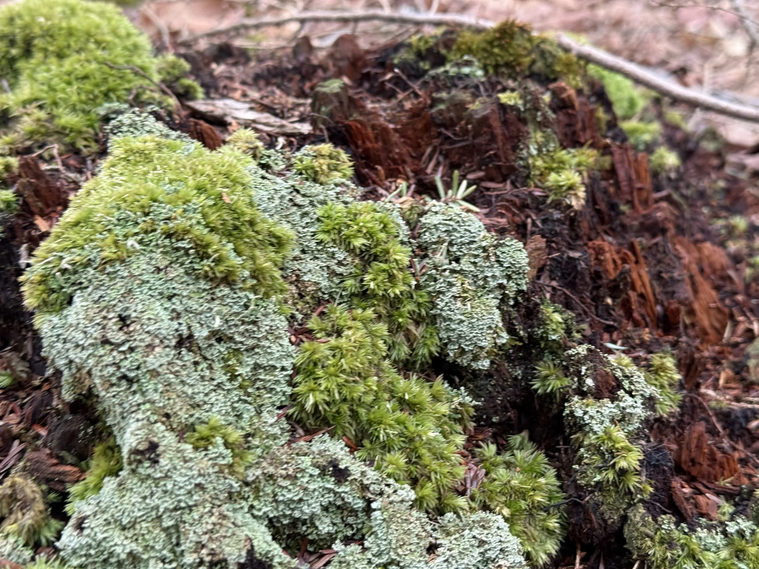 Banana Moss