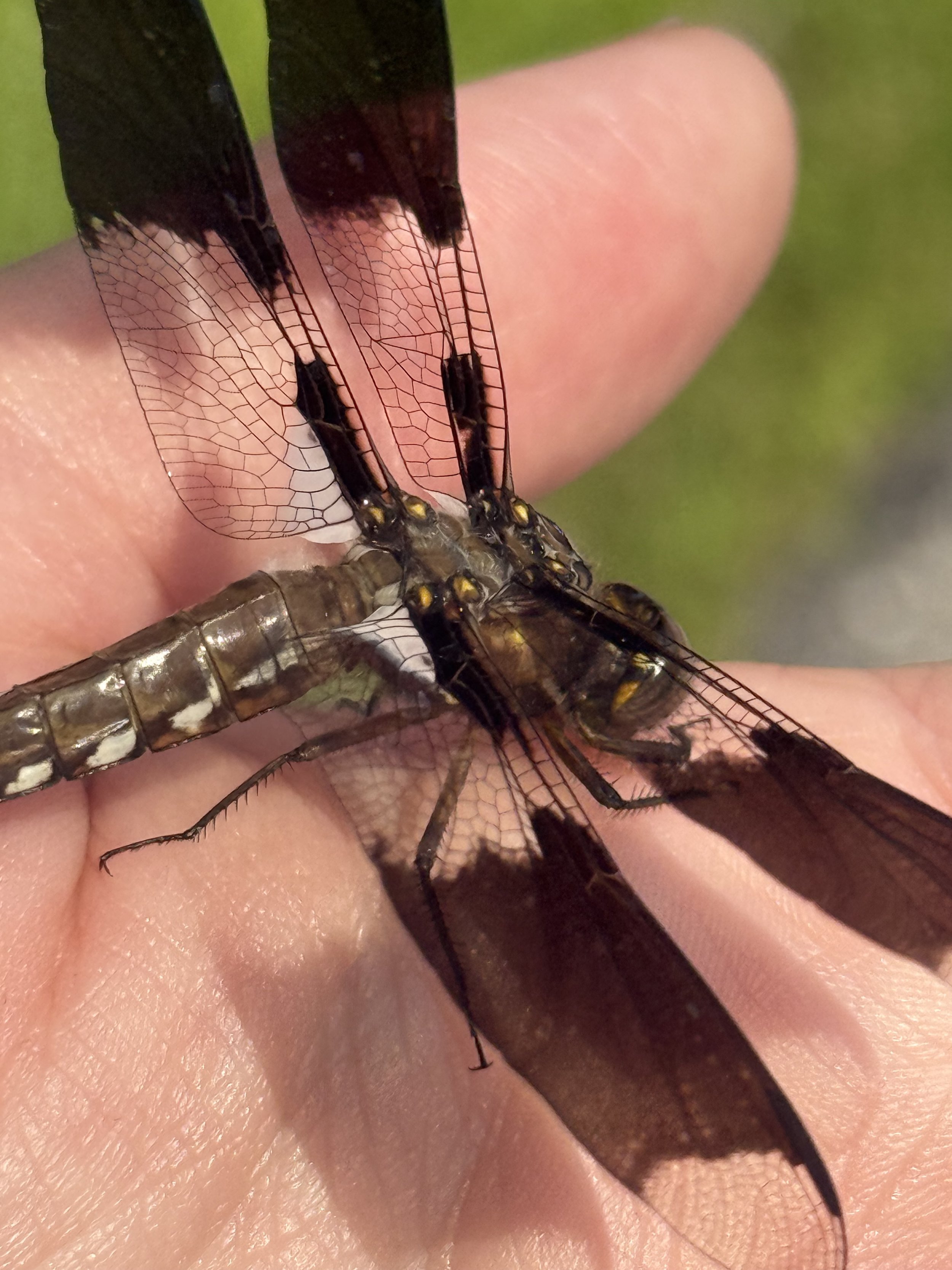 Close up photo fo a dragonfly in the paml of my hand. The wings are tipped with black and you can see the stained glass apperance of the rest of the wings which are transparent. The body is a hematite color and there are gold metallic accents on the