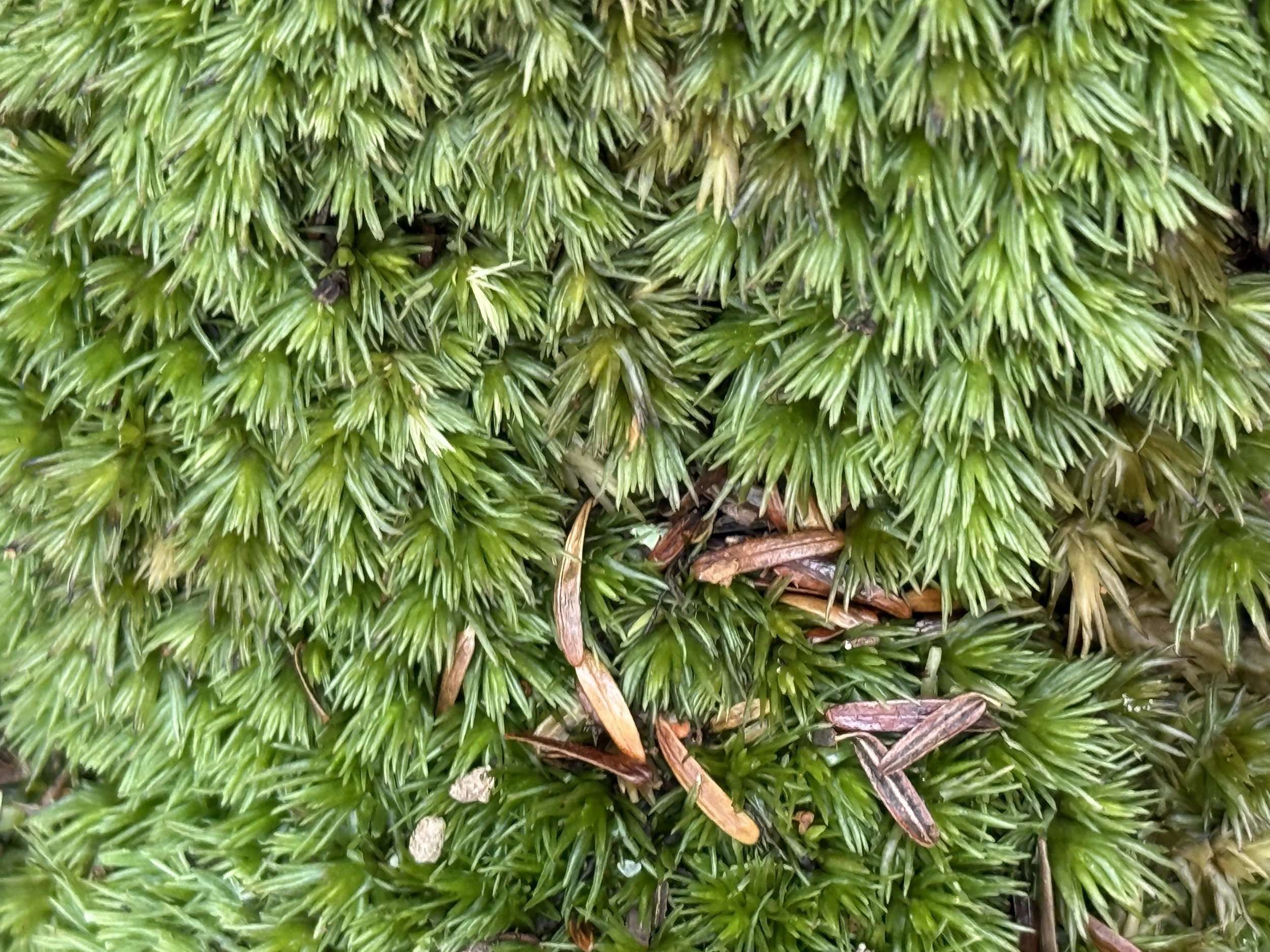 Close up of Moss, looks almost needle like.