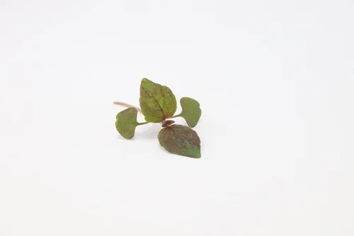 Shiso Roxo — Quintal Urbano