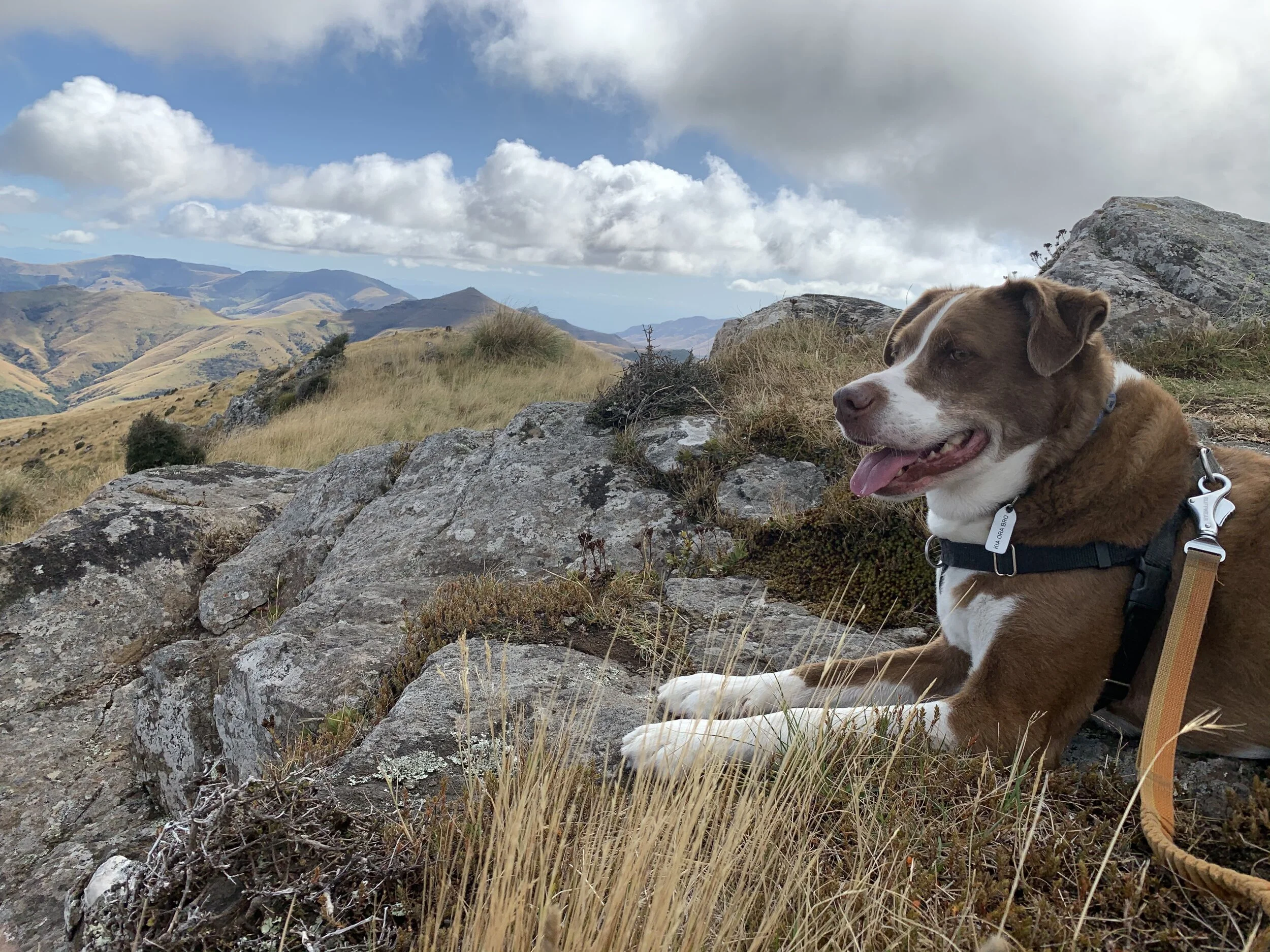 7 Dog-Friendly Short Walks Near Christchurch