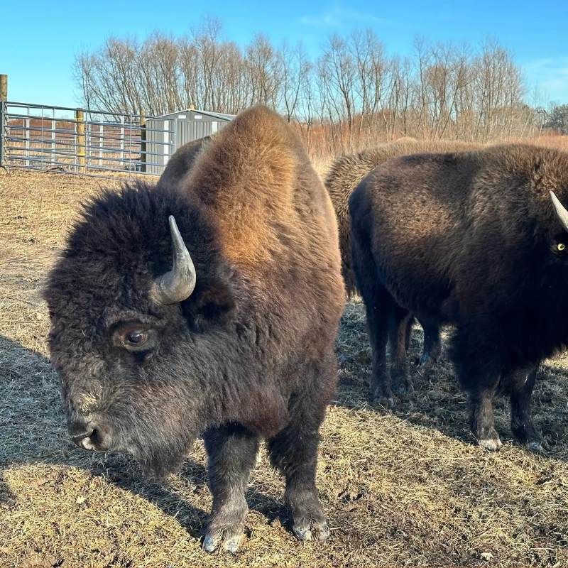Forget Yellowstone Crowds, There’s Now Wild Bison to See in Chicago’s Backyard / Outside