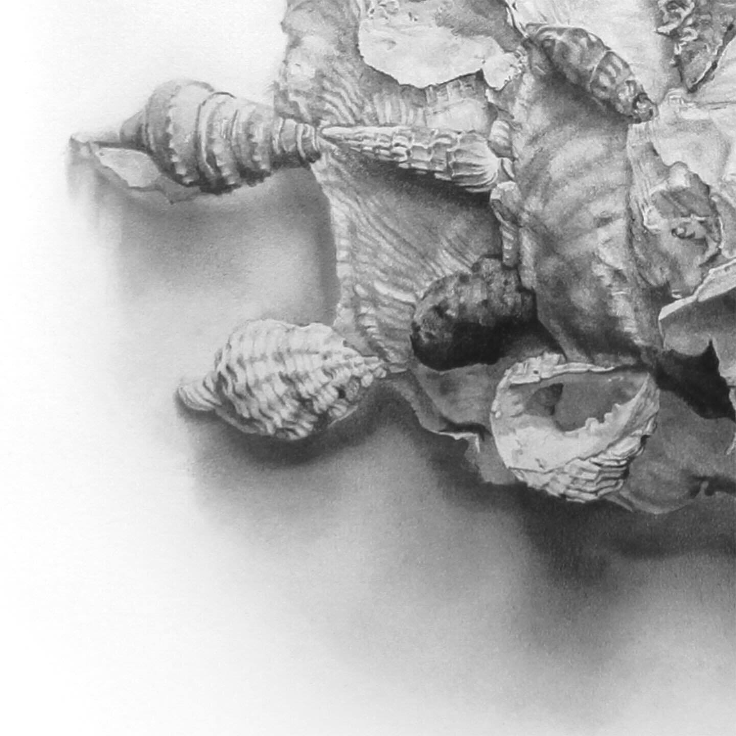 I love a good detailed shot ✏️ 

Carrier shell pencil drawing