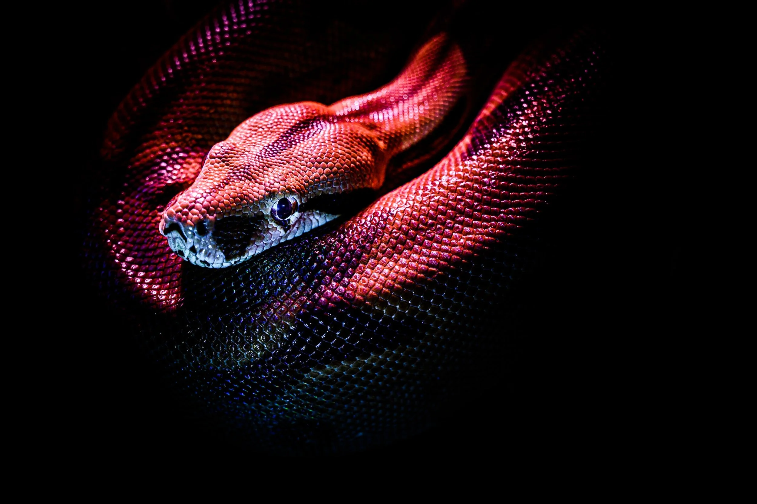 The Tragic Tale of Elliott and the Spiritual Lesson of the Serpent