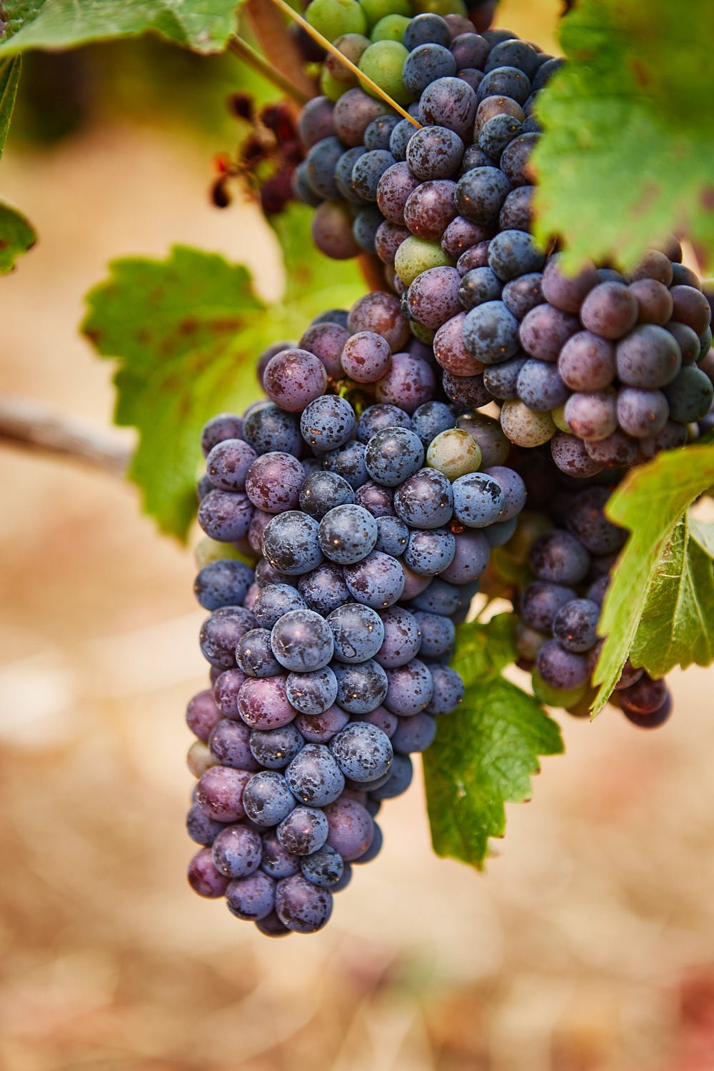 Close-up of a bunch of ripe pinot noir purple grapes hanging from a vine with green leaves.
