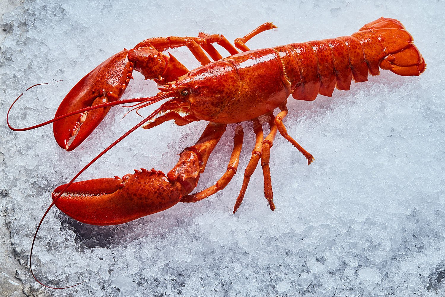 Orlando-Food-Photographer-Mike-Gluckman-Lobster-Ice
