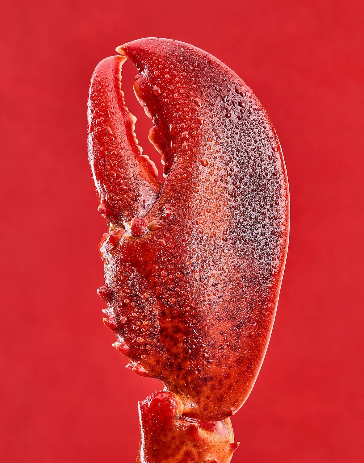 Extreme close up of an ultra fresh lobster claw with water droplets on a red background. Created by Seattle based seafood restaurant photographer Mike Gluckman.