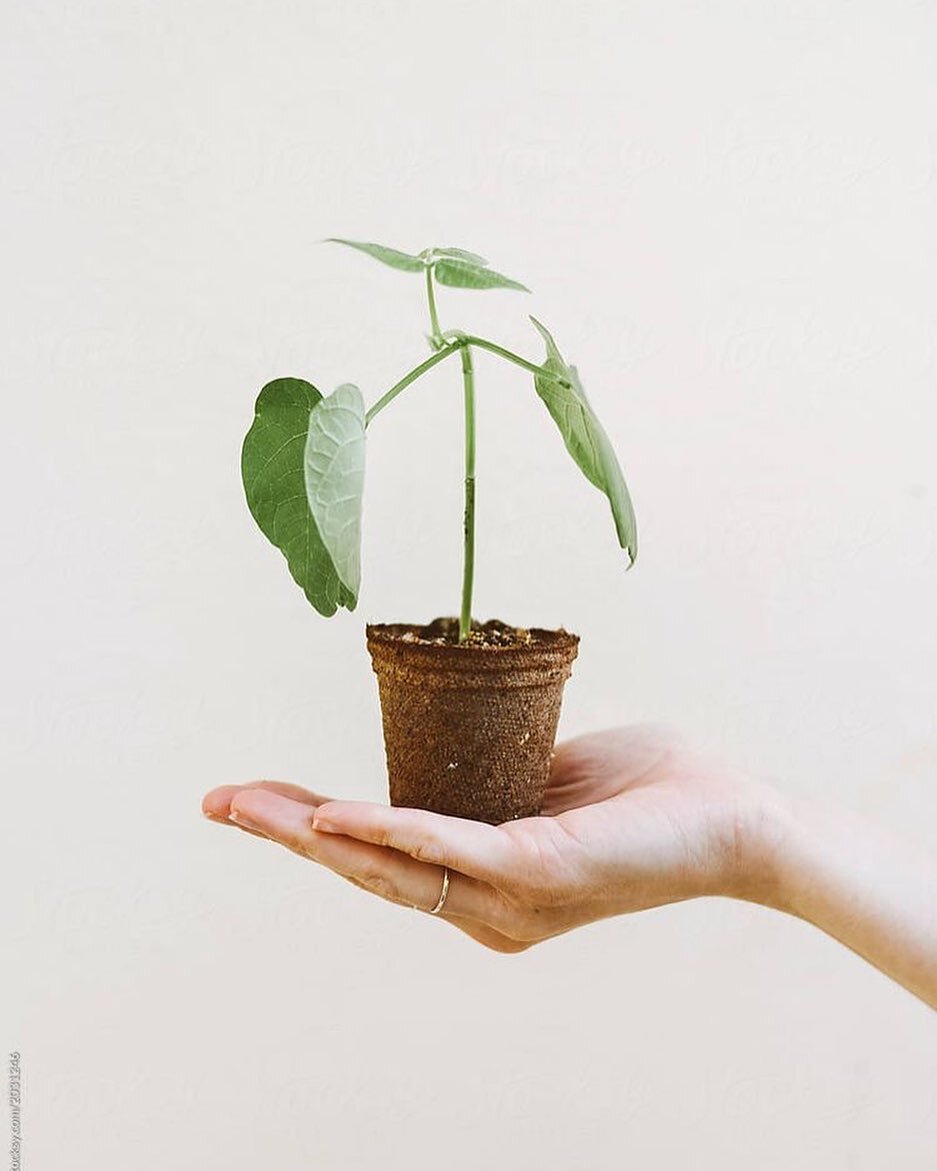 Did you know…
We plant a tree with every candle sold.
This is thanks to our amazing partnership with @onetreeplanted
One tree Planted is a non-profit with a focus on global reforestation.
Starting in 2014, they have more than doubled the