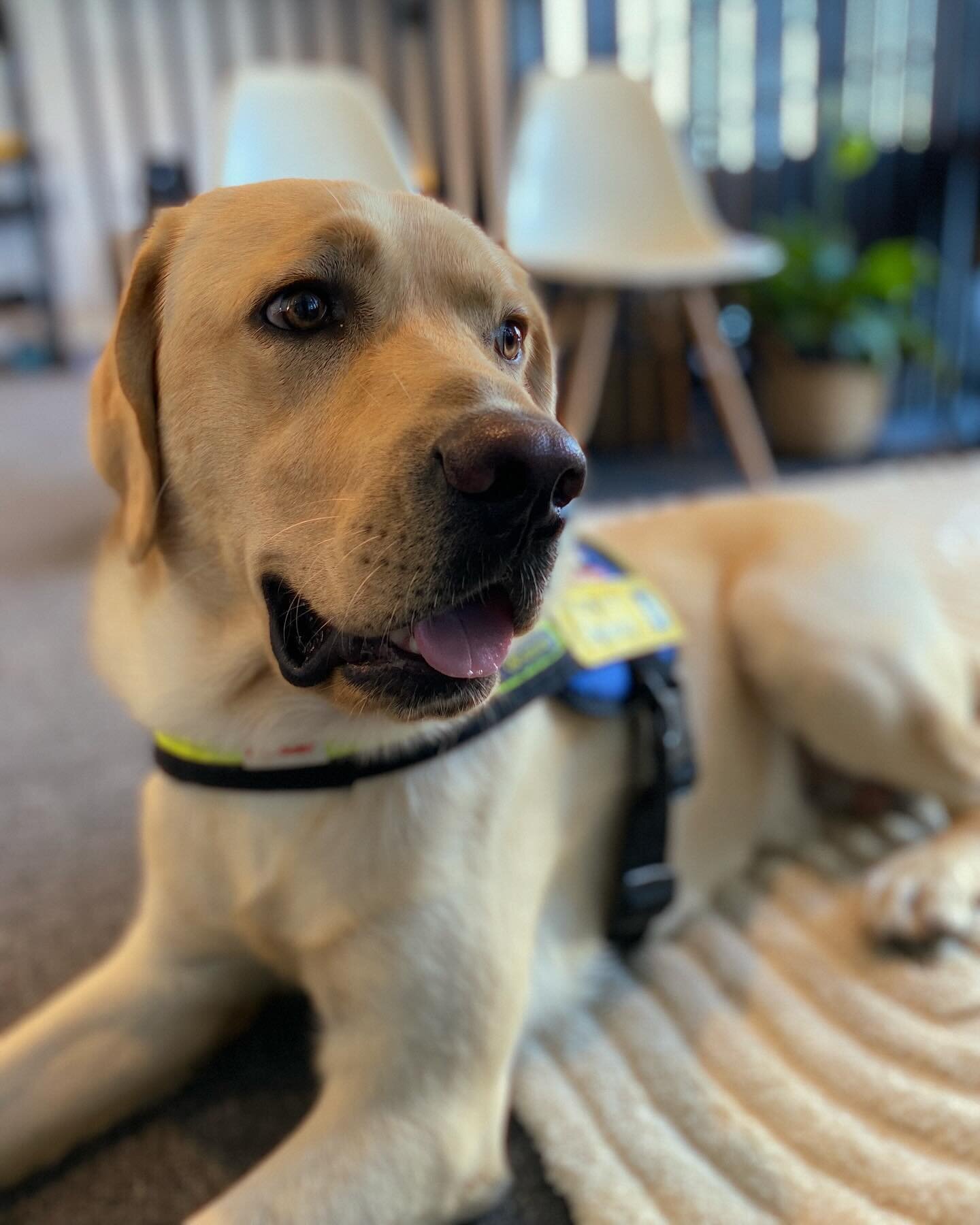 Our Charlie has passed his @seeingeyedogsaustralia test and will be leaving us soon to head off to the training academy. Trading in those L plates for a handle 🥹 so proud of you Charlie baby, you are going to make someone very happy.