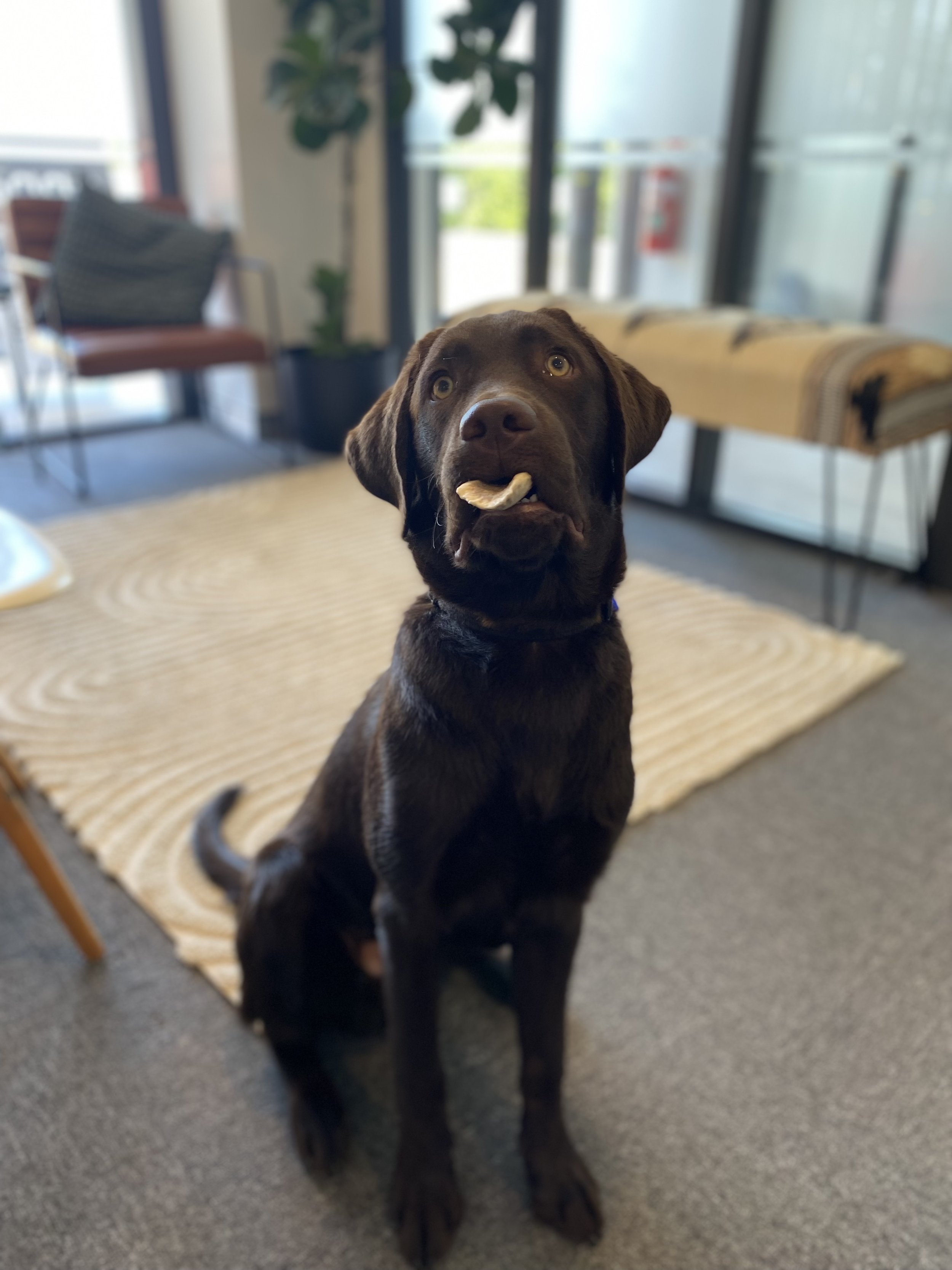 THERAPY DOG