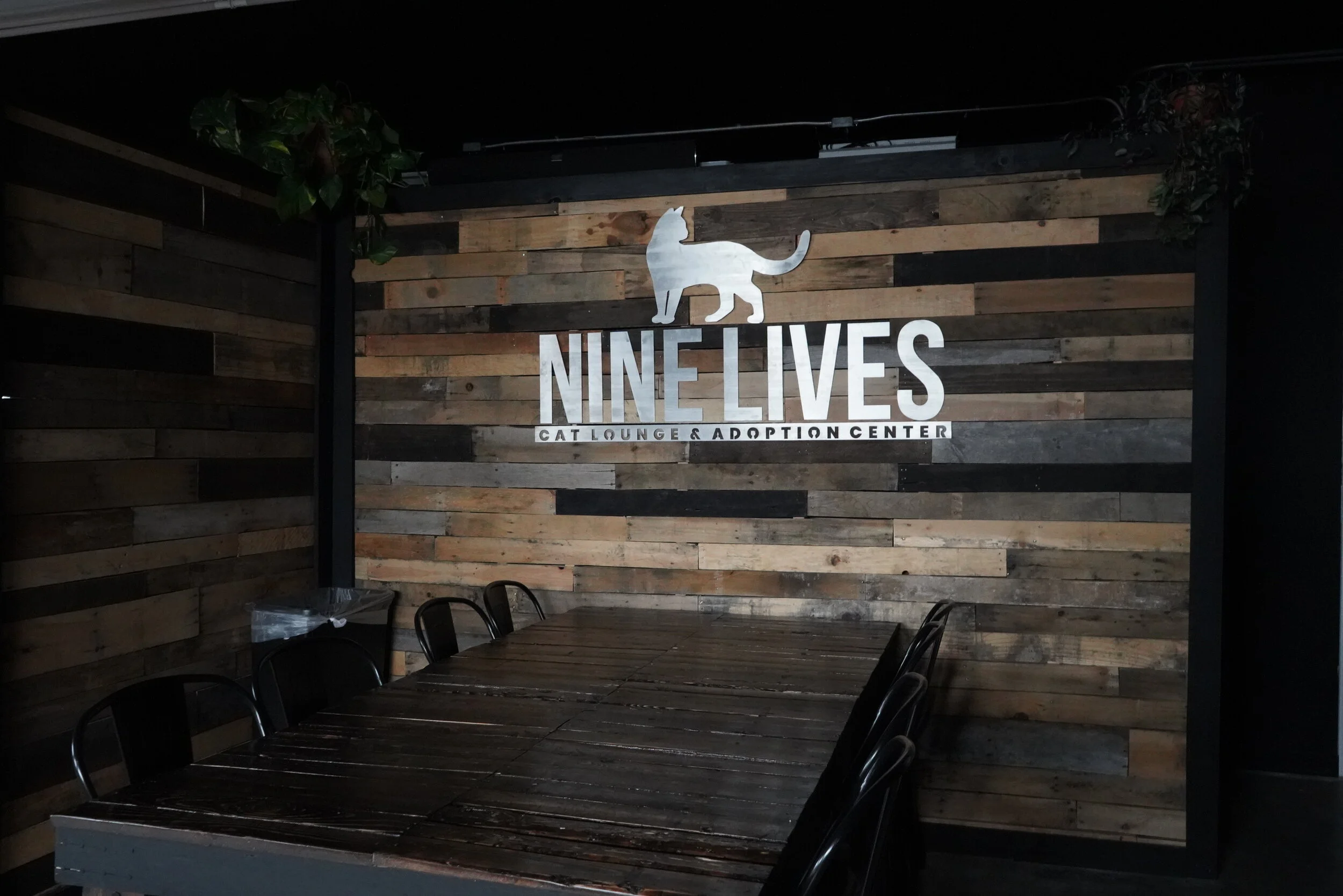 nine lives adoption