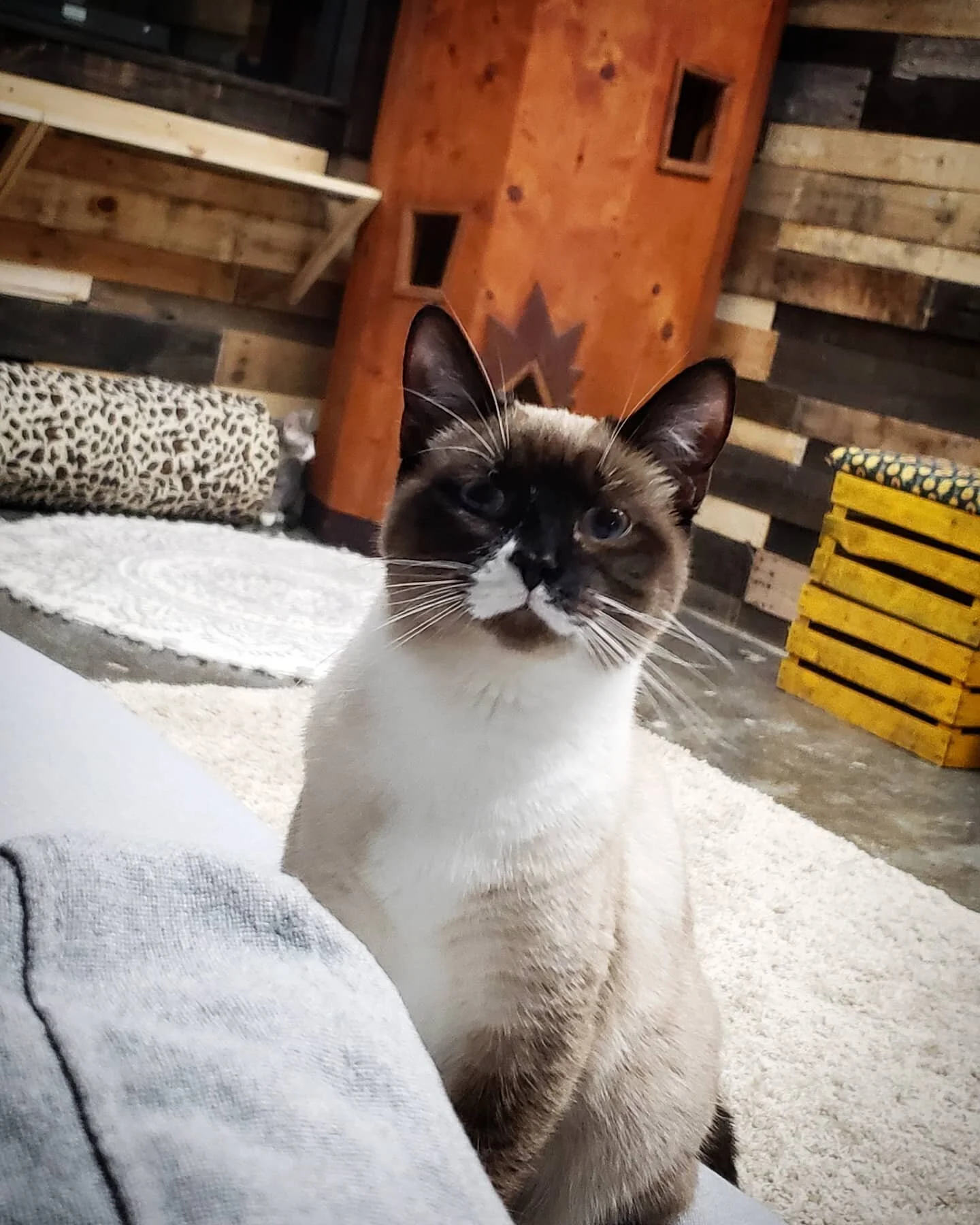 Meet Shae. 

She is on our new sponsored Resident Cat. We can't wait for you to meet her.

🐈 Visit us this week ➡️ LINK IN THE BIO 

#NineLivesCatLounge #cats #catsofinstagram #cat #catstagram #catlover #catlife #instacat #meow #kittens #catoftheday