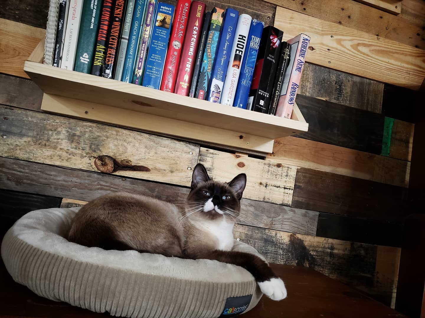 Shae has made herself right at home.

🐈 Visit us this week ➡️ LINK IN THE BIO 

#NineLivesCatLounge #cats #catsofinstagram #cat #catstagram #catlover #catlife #instacat #meow #kittens #catoftheday #cutecats #lovecats #catlounge #417local #417land #J