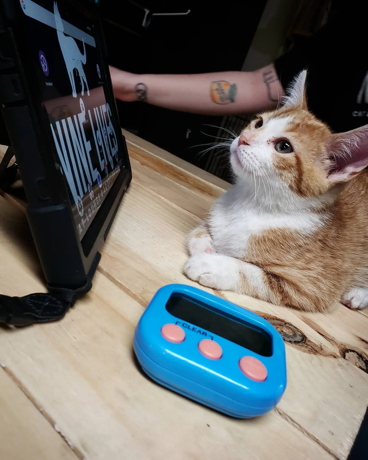 Kelly helped work the podium this evening so she could get more pets than the others. 

🐈 Visit us this week ➡️ LINK IN THE BIO 

#NineLivesCatLounge #cats #catsofinstagram #cat #catstagram #catlover #catlife #instacat #meow #kittens #catoftheday #c