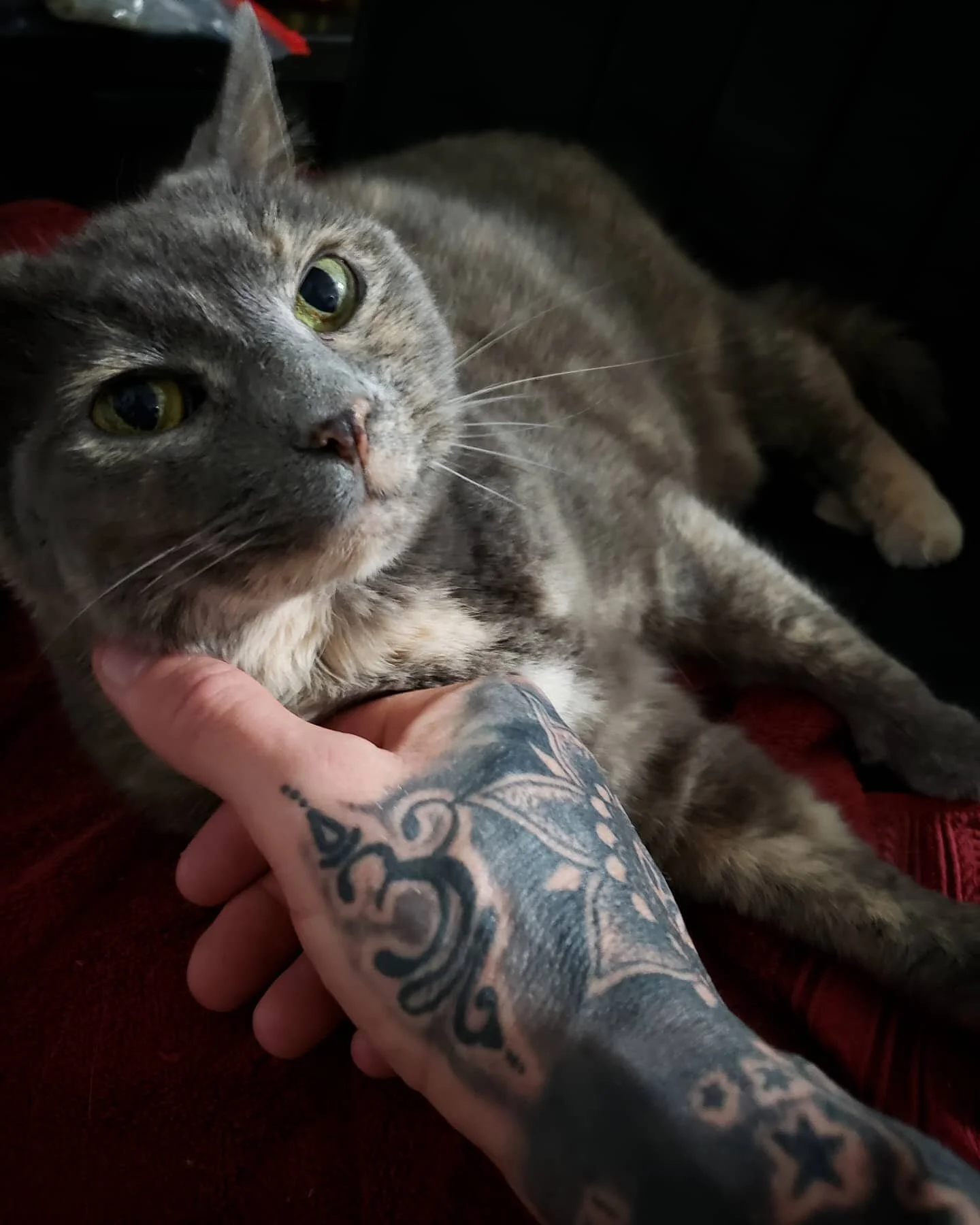 This is Martini. She is the Queen of our home. 

She's been in my life for 18 years and her favorite place to lay is my office chair... 

I'll be working from the couch tonight.

🐈 Visit us this week ➡️ LINK IN THE BIO 

#NineLivesCatLounge #cats #c