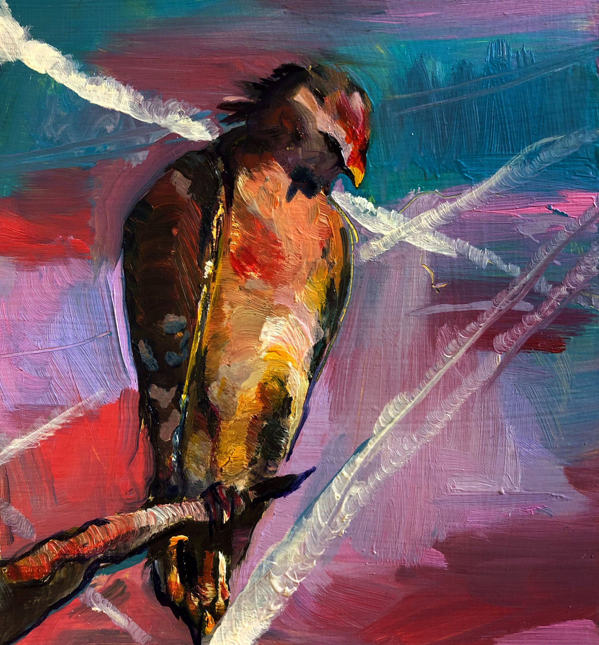 Local Bird 2 (Red Tailed Hawk)