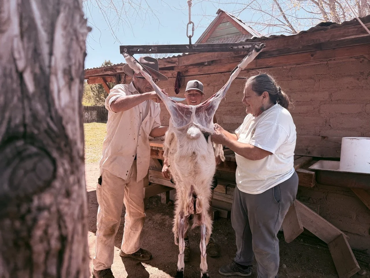 Two people are butchering a goat outdoors on a sunny day, with a wooden building in the background.
