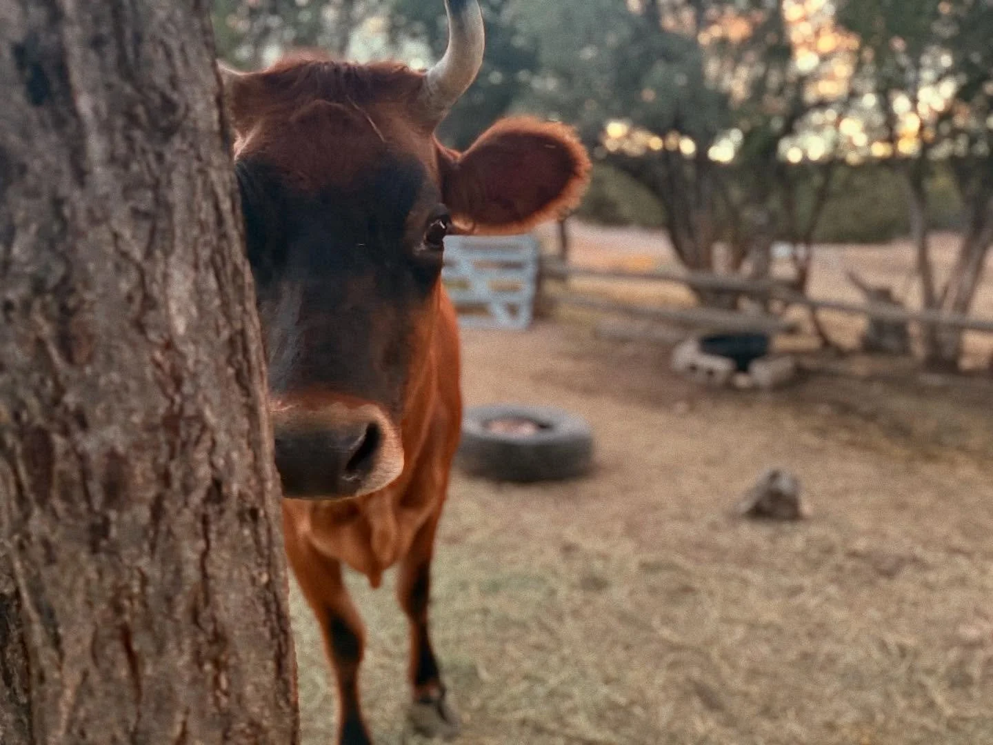 This is our girl right here who is hopefully pregnant. (Fingers crossed 🤞)
You can actually buy this print of her in our PRINT SHOP! Link in bio team. Support a women-run farm and put our awesome prints in your house! Our cows are stoked about it. #