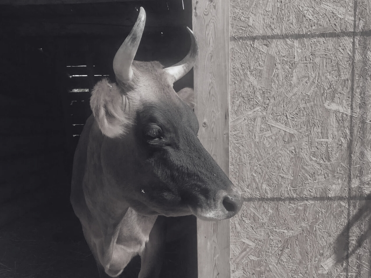 Untitled design-5.png