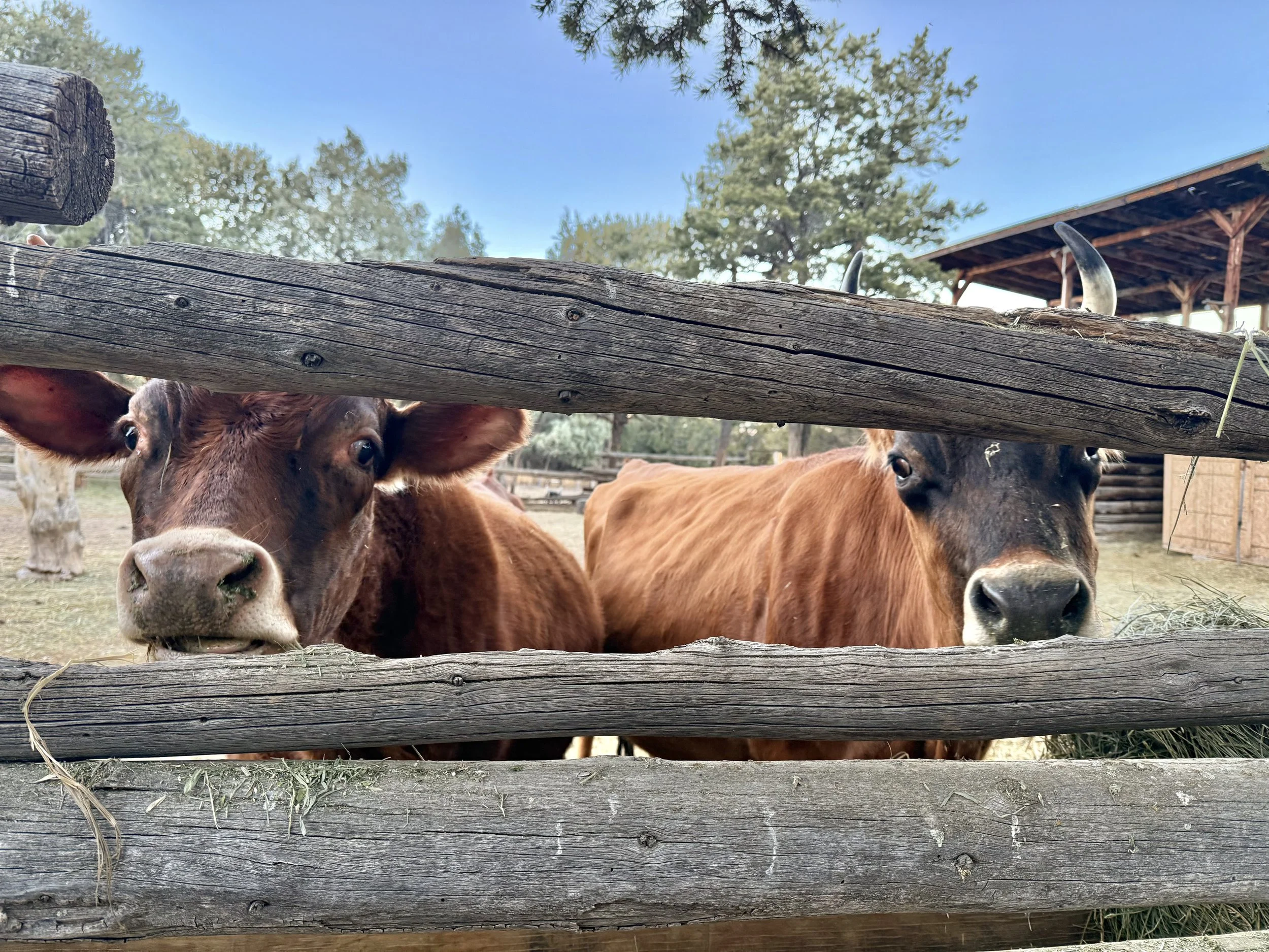 Three cows looking over a wooden fence at the camera, with a clear blue sky and trees in the background.
