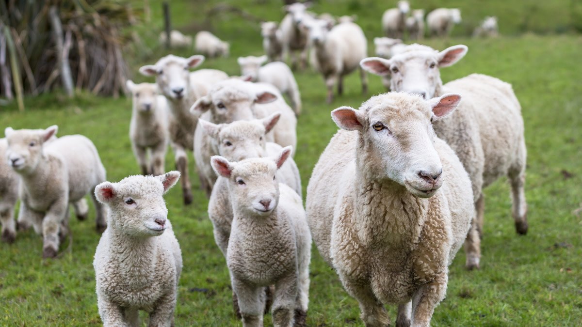 What_you_need_to_know_about_raising_sheep.jpg