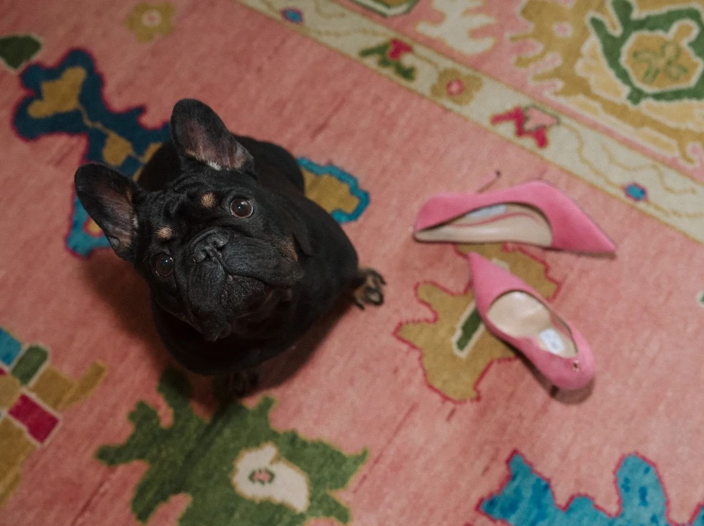 Frenchies &amp; Jimmy Choos