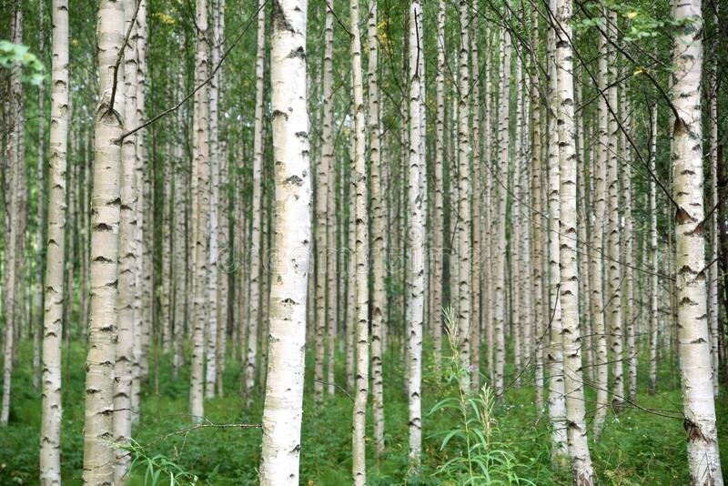birch-tree-forest-finland-trees-finnish-summer-nature-157175926.jpg