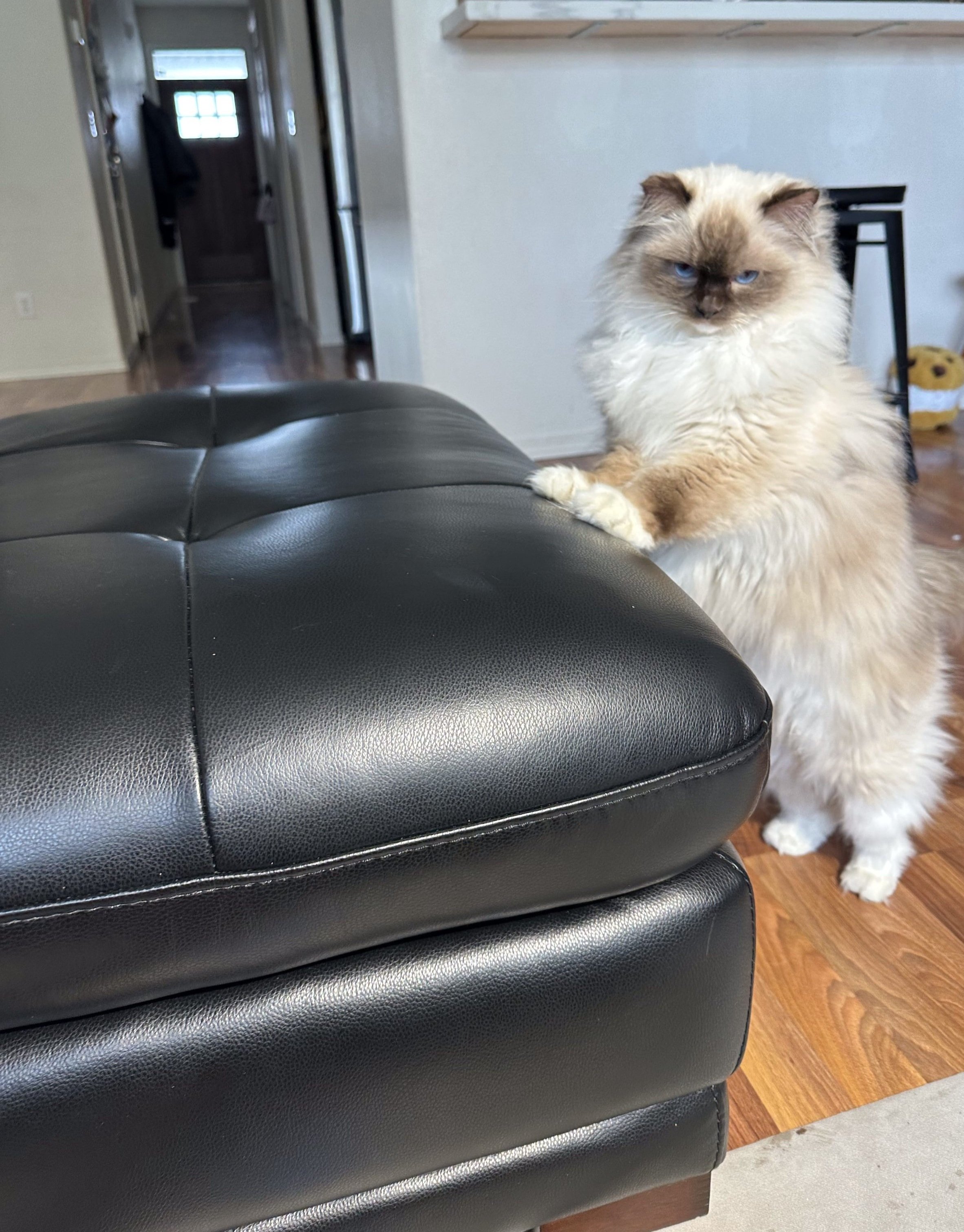 Leather Furniture Pet Damage Repair — Leather Pros Inc.