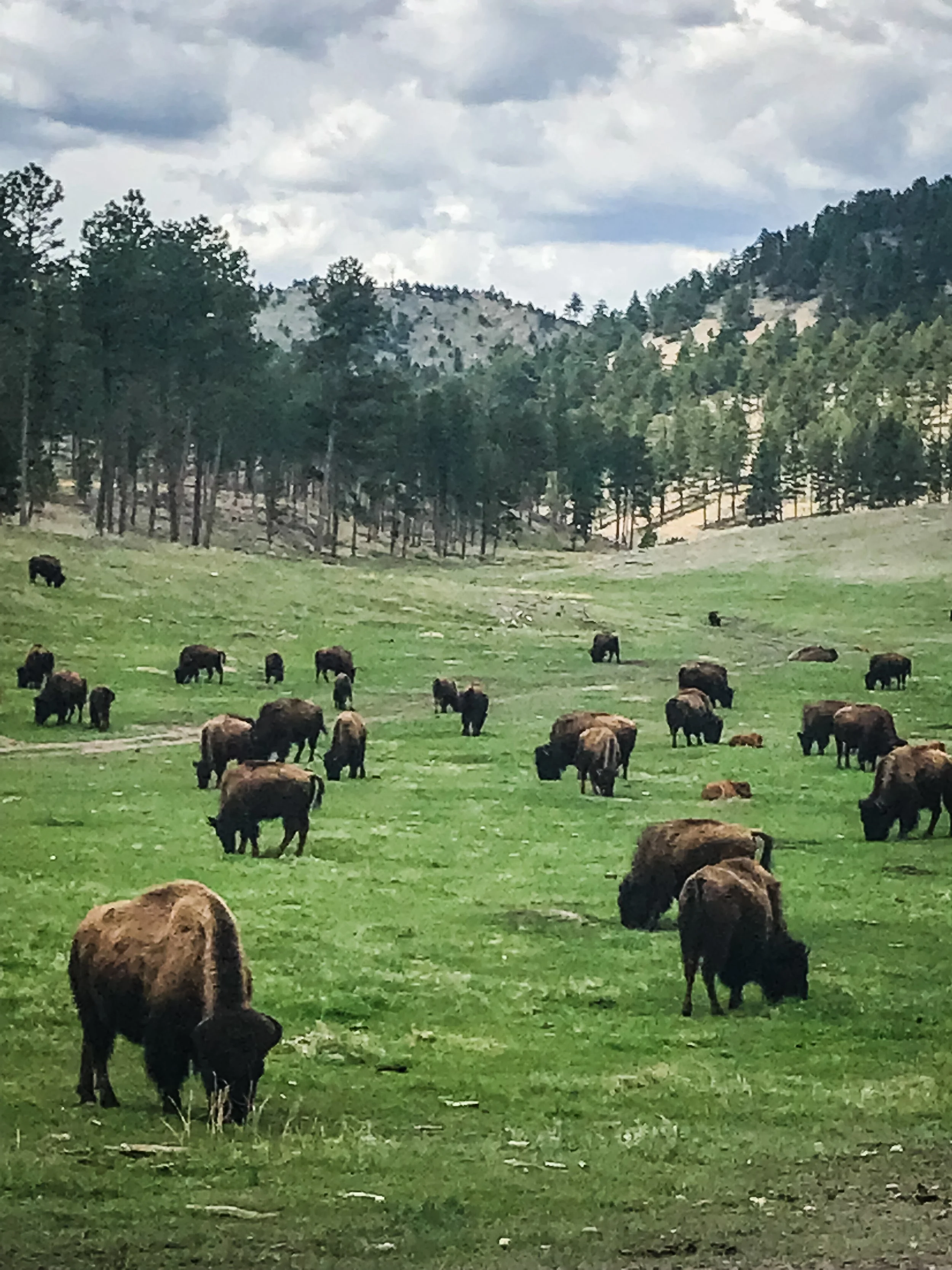 Bison in Custer.JPG
