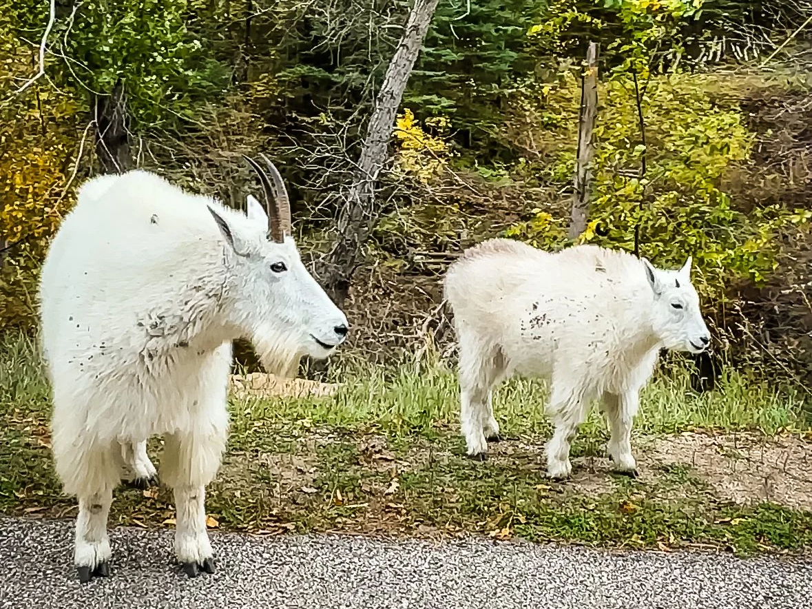 Fun Weekend Getaway to the Black Hills and Badlands South Dakota
