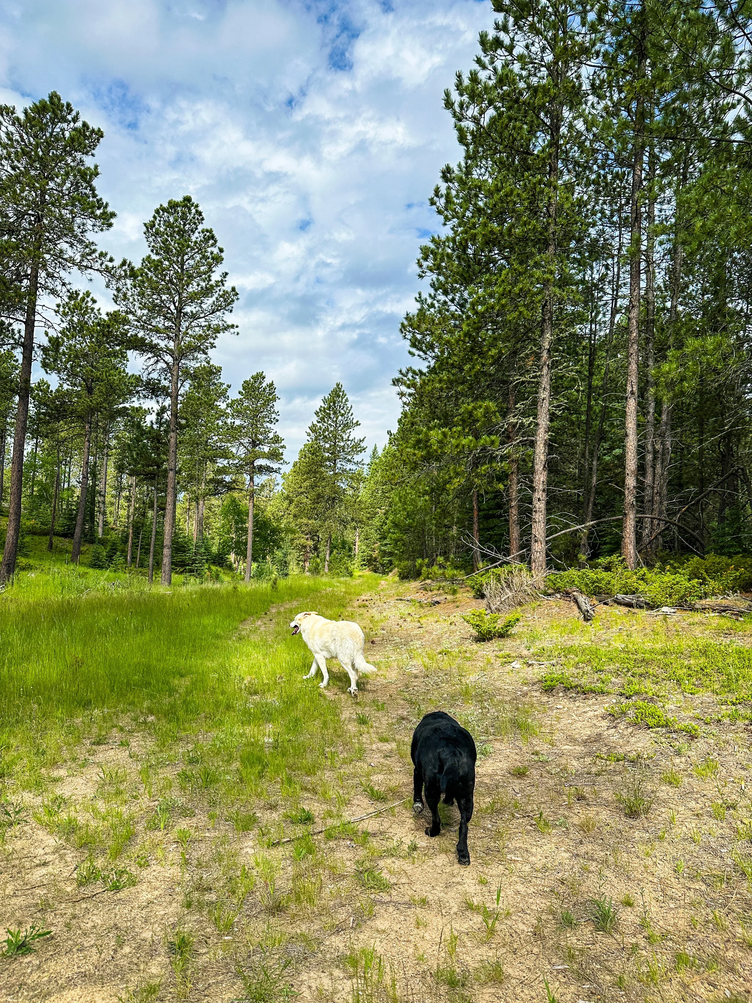 Dogs in South Dakota-9.JPG
