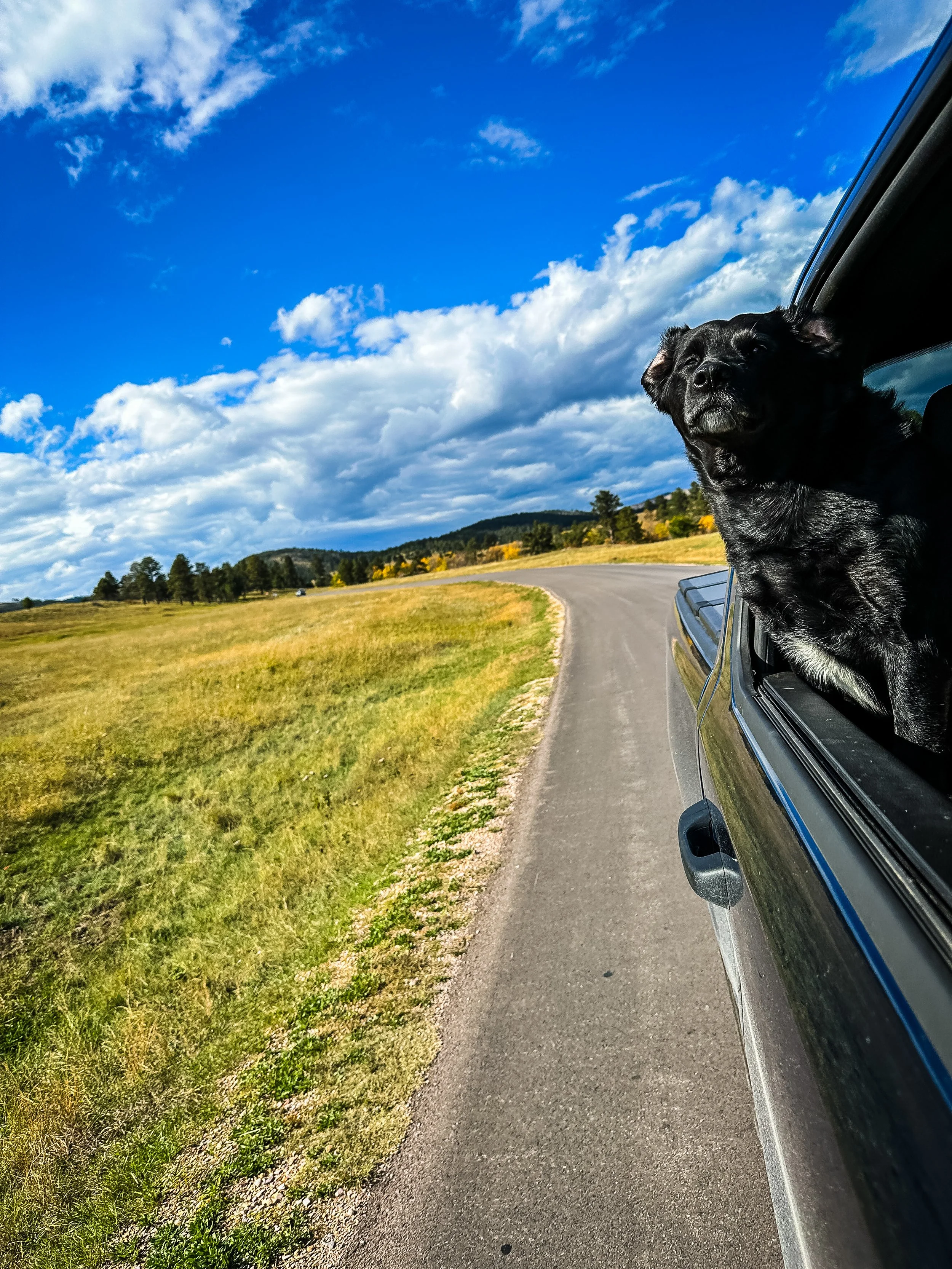Bo in Truck in Custer.JPG