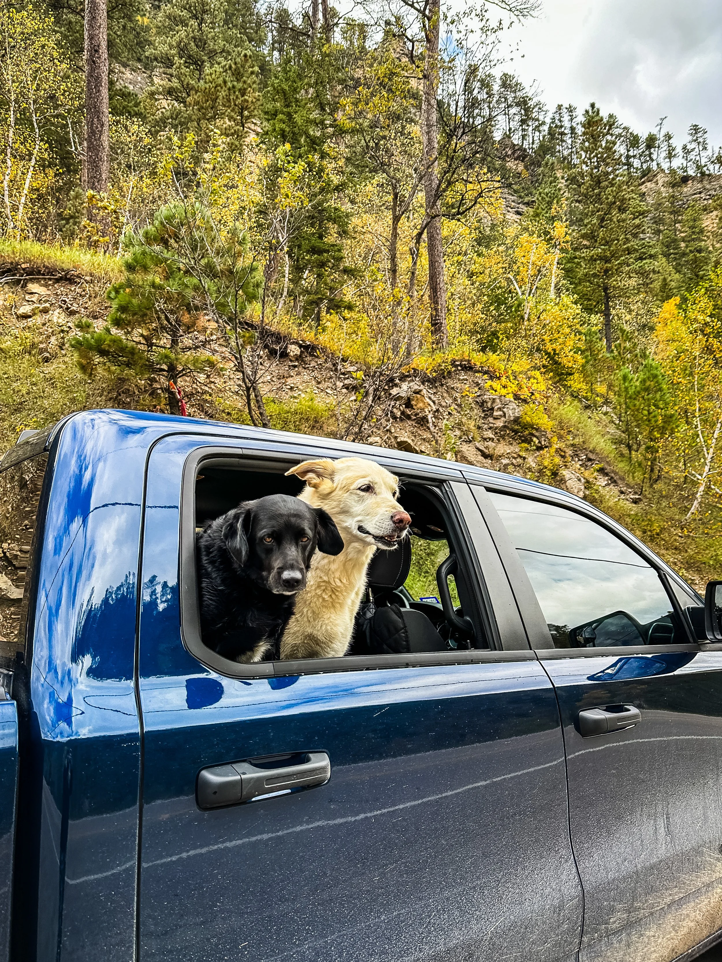 Bo and Zeus in Truck.JPG