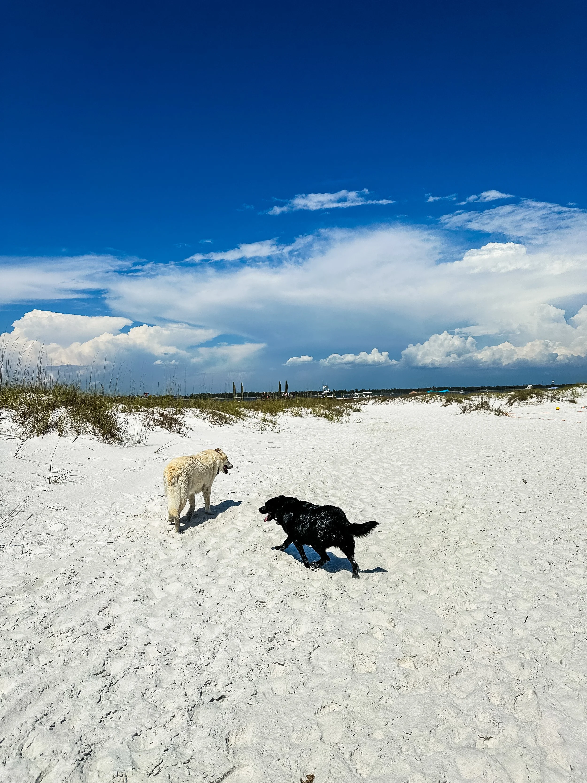 Dogs on Beach.JPG