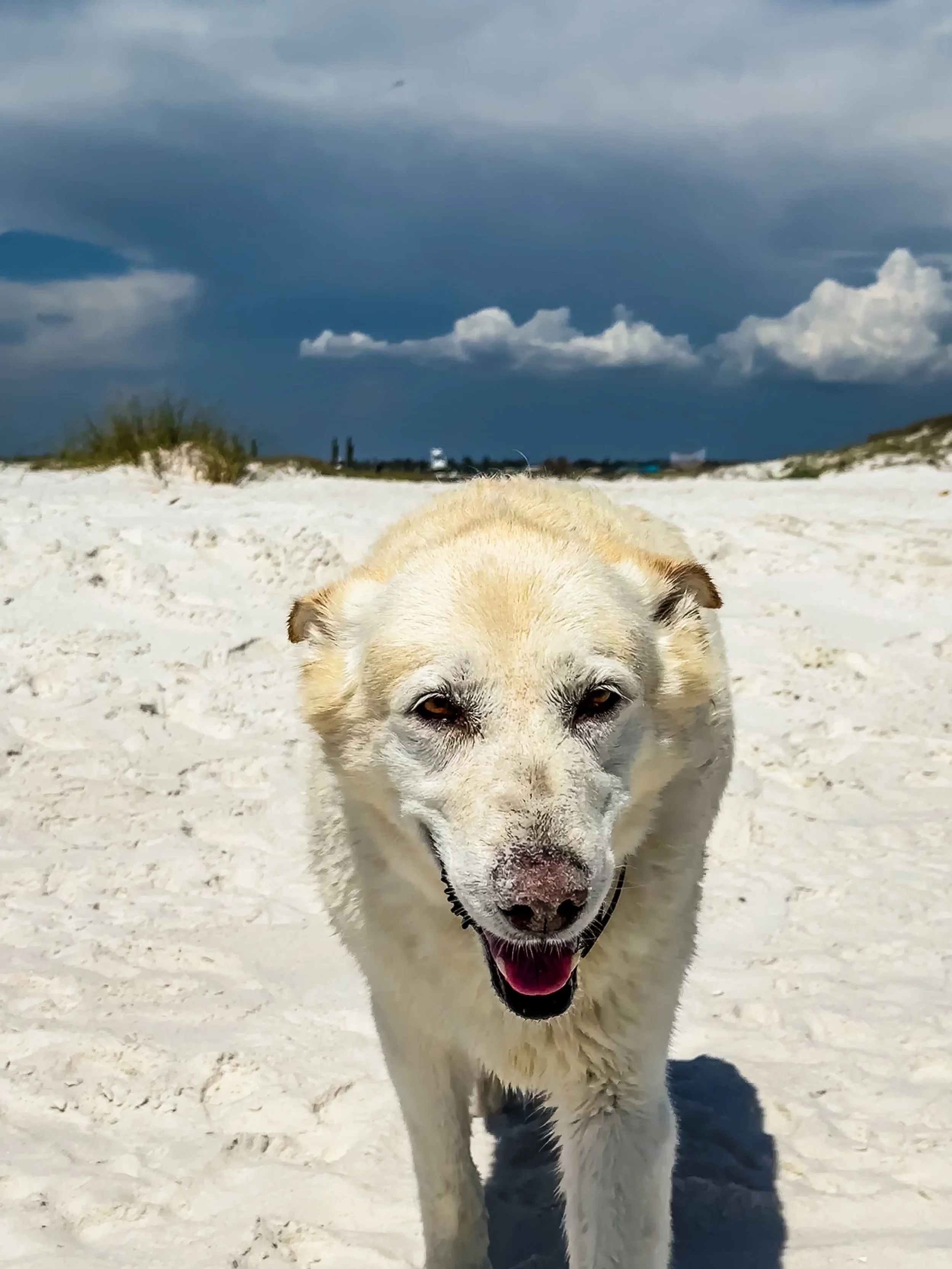 Dogs in Panama City-1.JPG