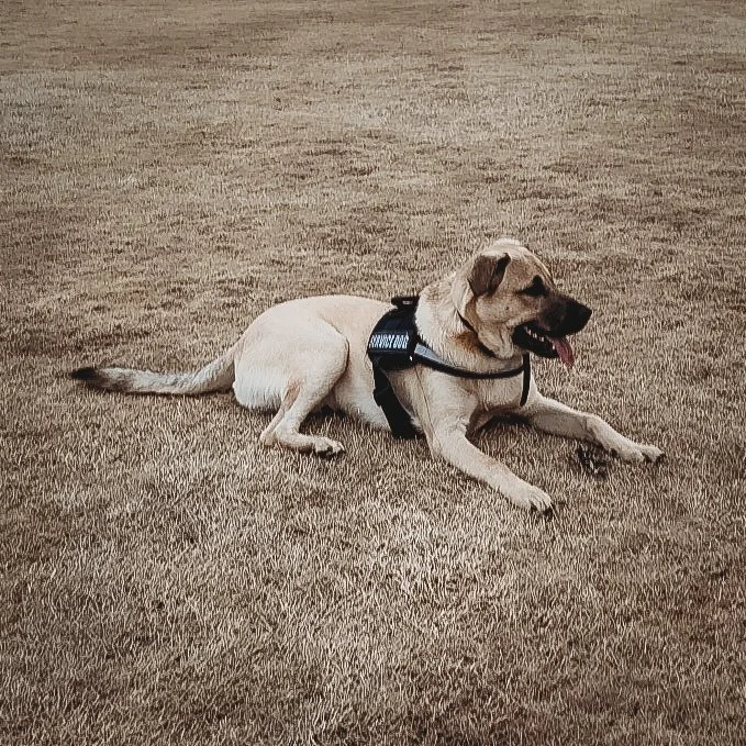 Do-in-Harness-Laying-on-Ground