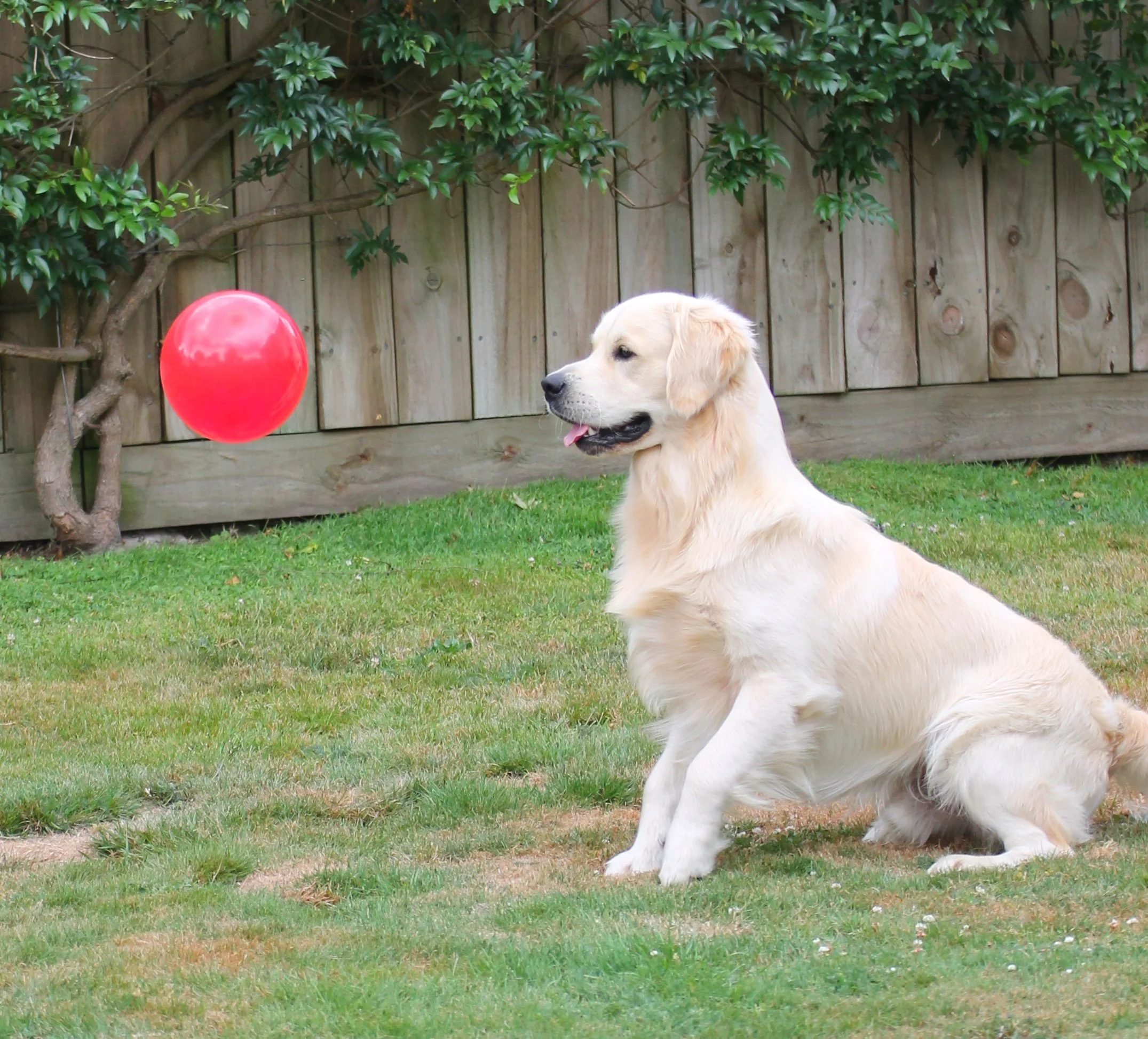 Golden Gallery — Kavandale Golden Retrievers