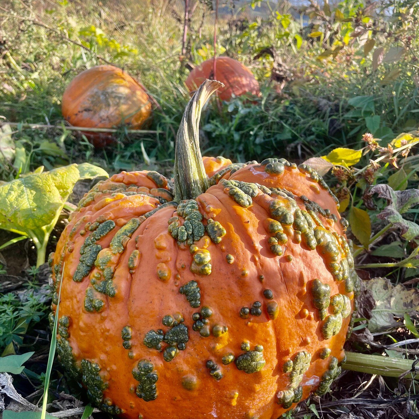 There's a pumpkin for everyone! You'll find your match in the patch...there are pumpkin patches in Warwick, NY where you'll find a variety of shapes, sizes, and colors.

𝙔𝙤𝙪𝙧 𝙨𝙥𝙚𝙘𝙞𝙖𝙡 𝙥𝙪𝙢𝙥𝙠𝙞𝙣 𝙢𝙖𝙮 𝙤𝙣𝙡𝙮 𝙗𝙚 𝙖 𝙨𝙬𝙞𝙥𝙚 𝙖𝙬𝙖