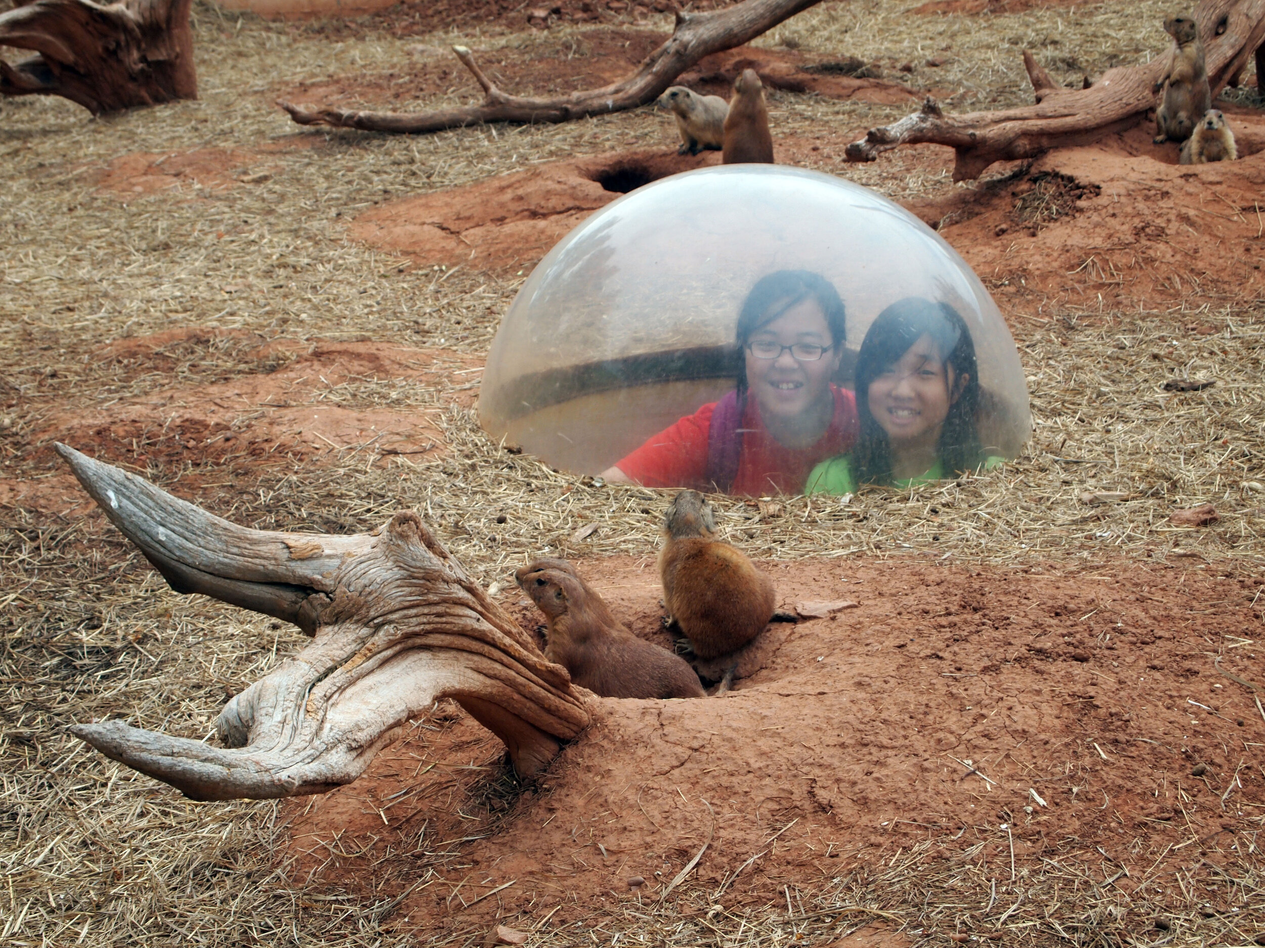  Getting Down with the Prairie Dogs! 