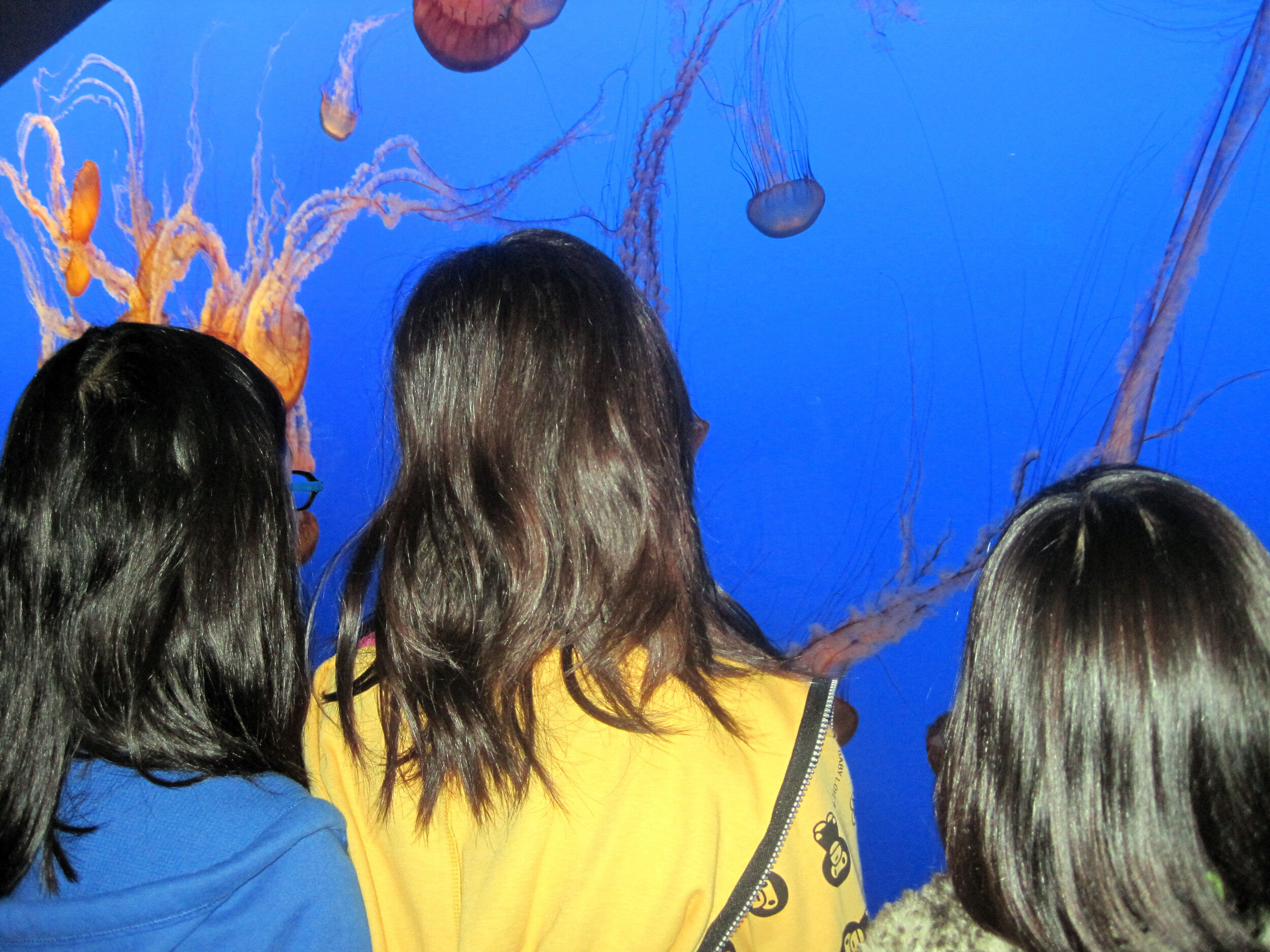  Learning about Sea Nettles at the Monterey Bay Aquarium 