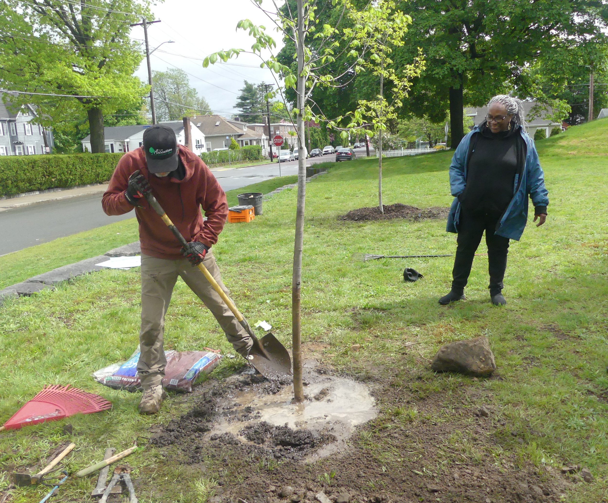 Jefferson American Elm.JPG
