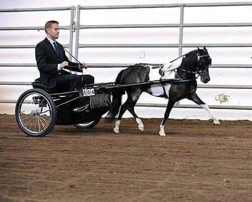 Mountain Meadows Bey Serenade