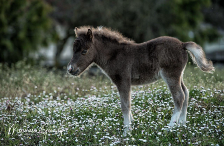 Karlena’s Chromed Up Kid