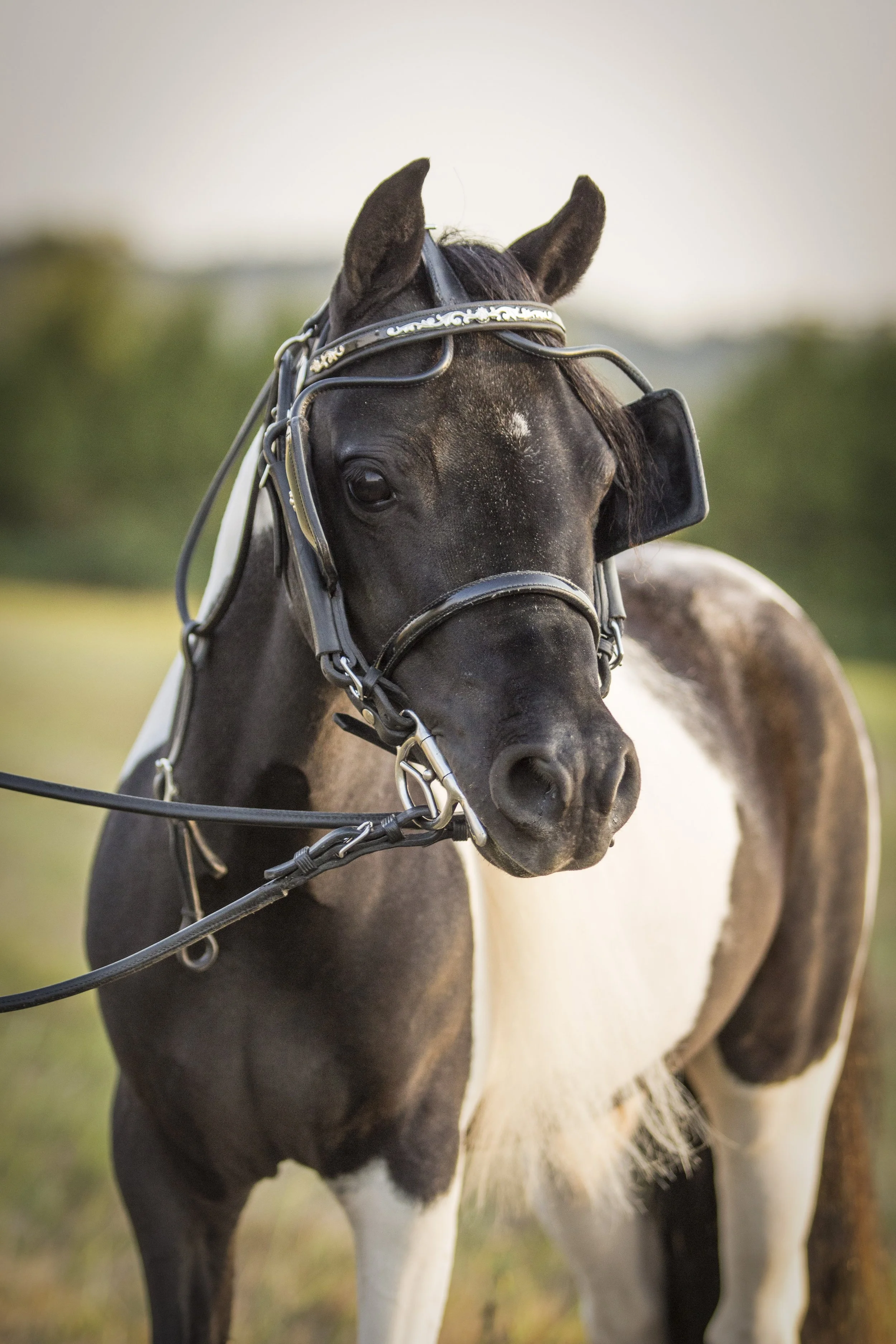 San Sujos Midnight Wrangler