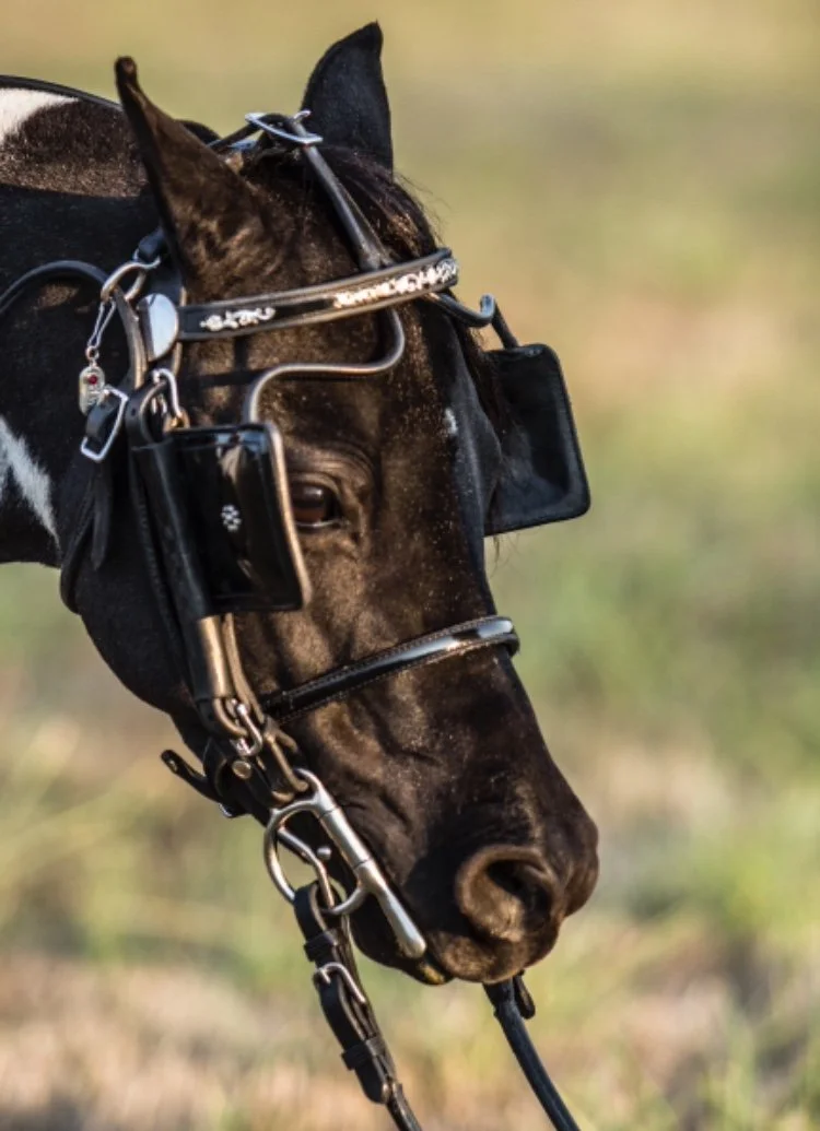 San Sujos Midnight Wrangler